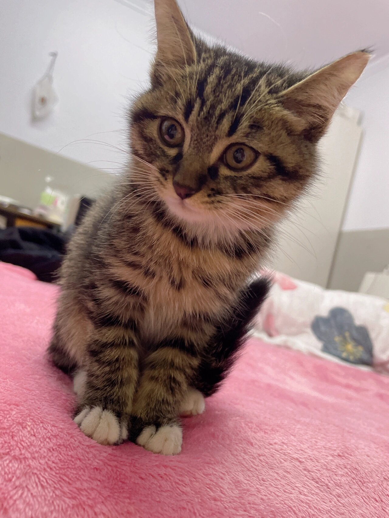 弄了一只狸花猫,白天把它关在家里,晚上下班回来后,它很黏人,我都困的