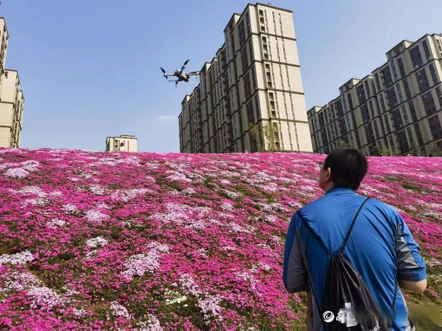 济南福禄考花海盛放,专家:花期长可尽情观赏】春日正盛,济南又一位"网