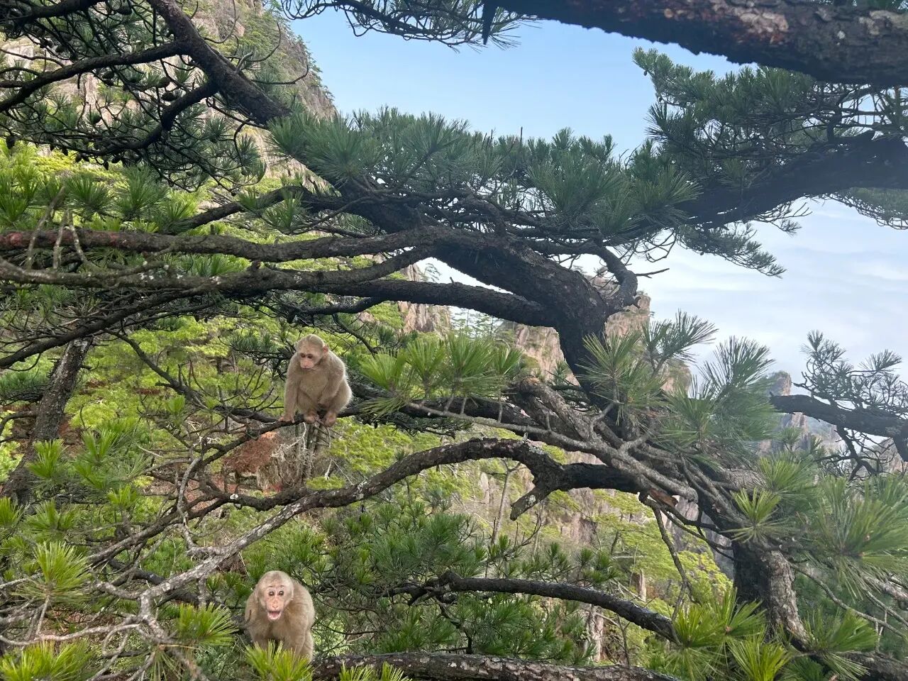 黄山猴子观海现原形