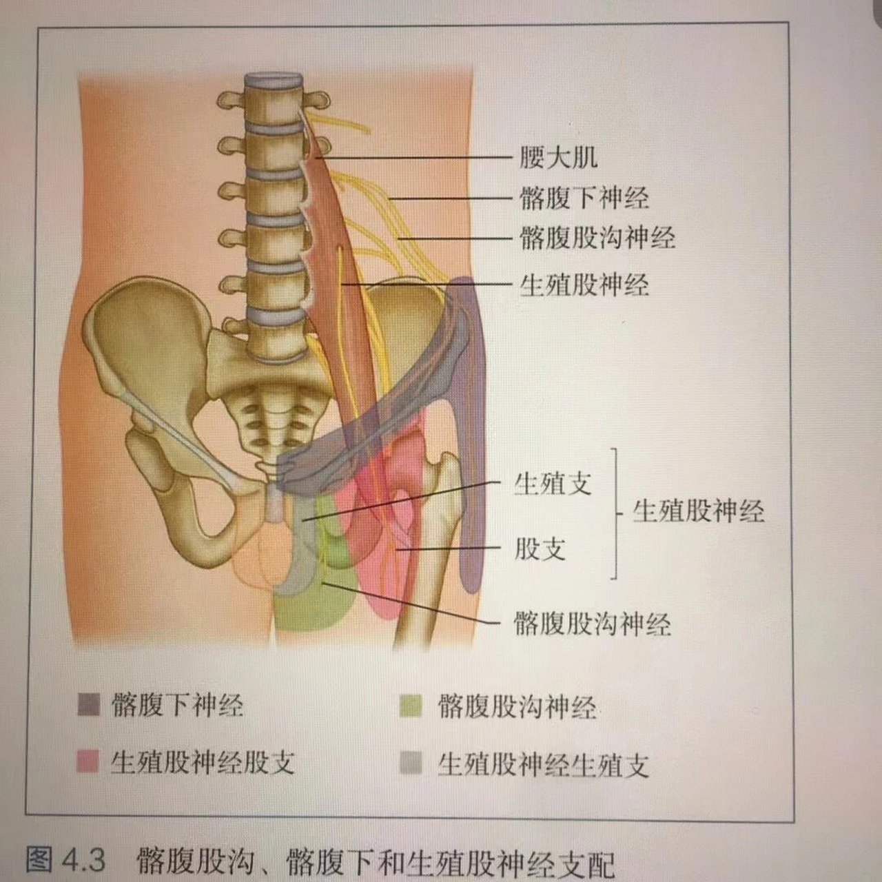 腰丛神经的感觉及运动支配 今天要分享的内容是:腰丛神经的感觉及运动
