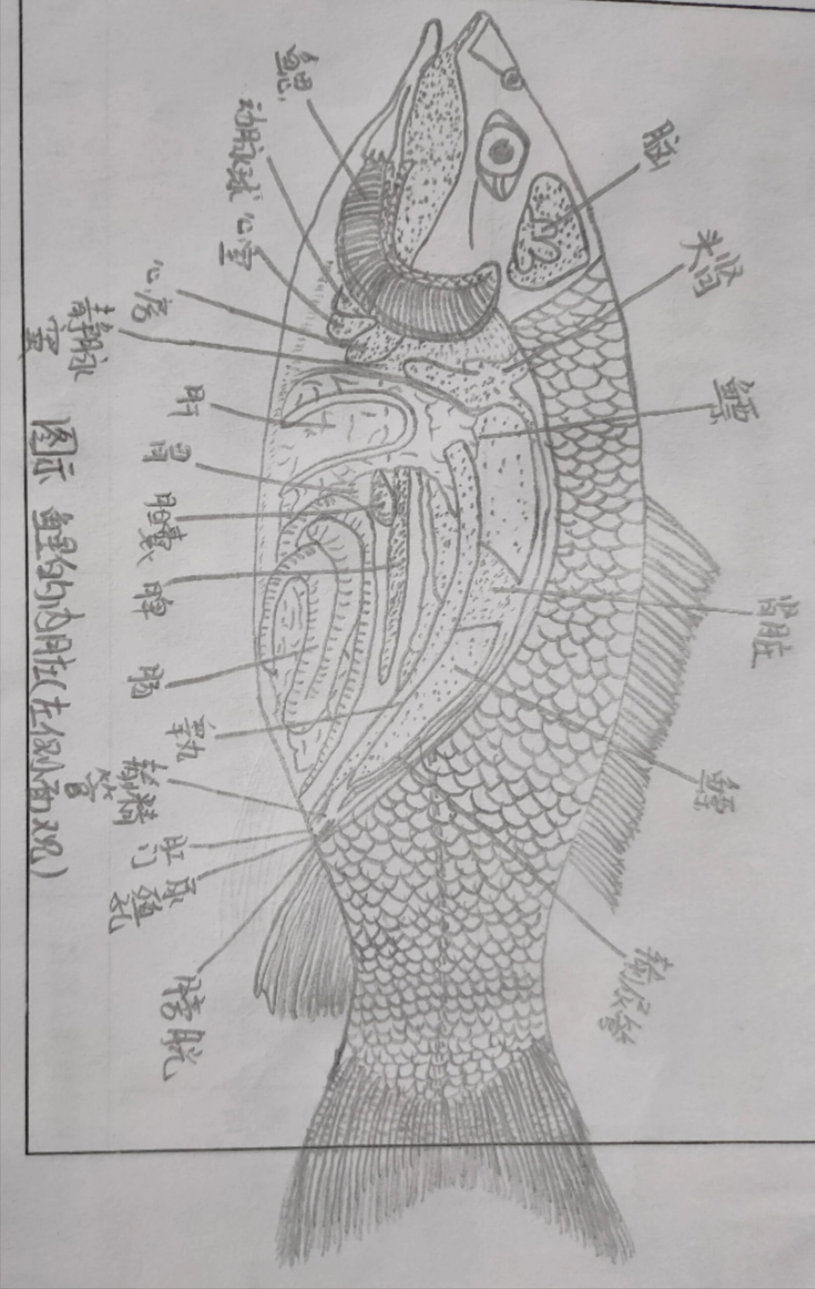 鱼解剖图简笔画图片