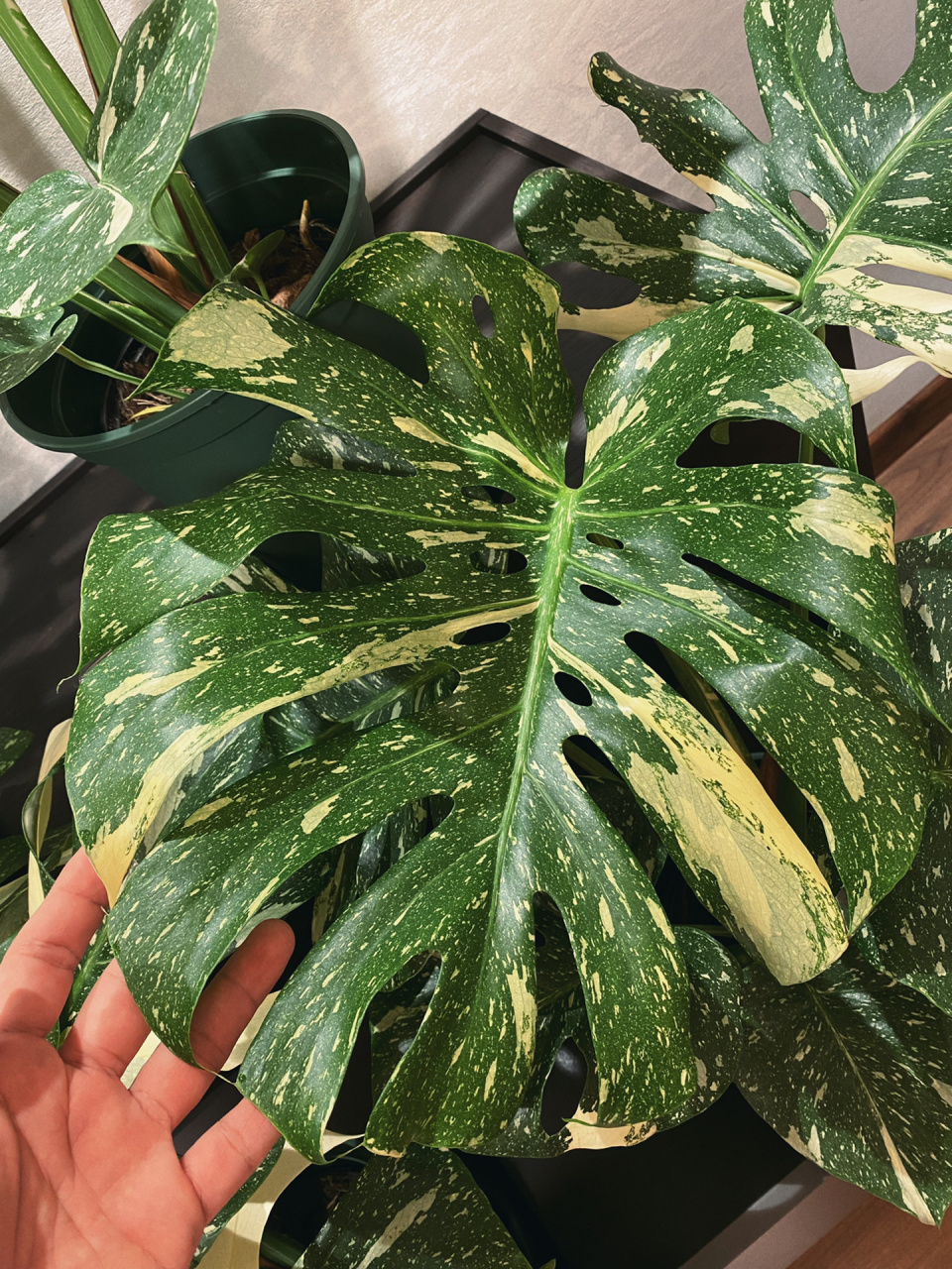 *洒金龟背竹*养护大法 洒金龟背竹 泰国培育品种又名泰国星座,是天南