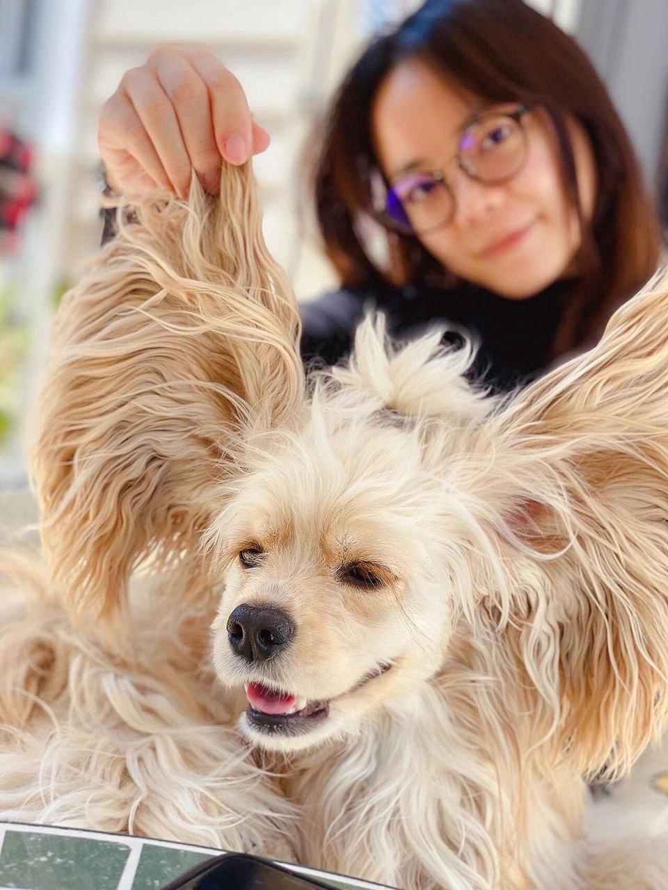 大耳狗狗 monica 长毛犬的乐趣 从第一眼看到它时就被它的大耳朵吸引!