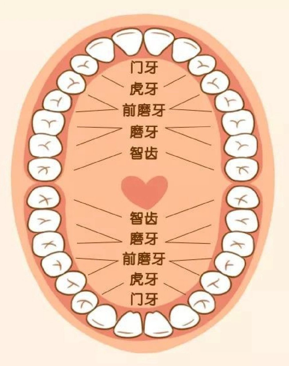 认识牙齿图片大全 图图片