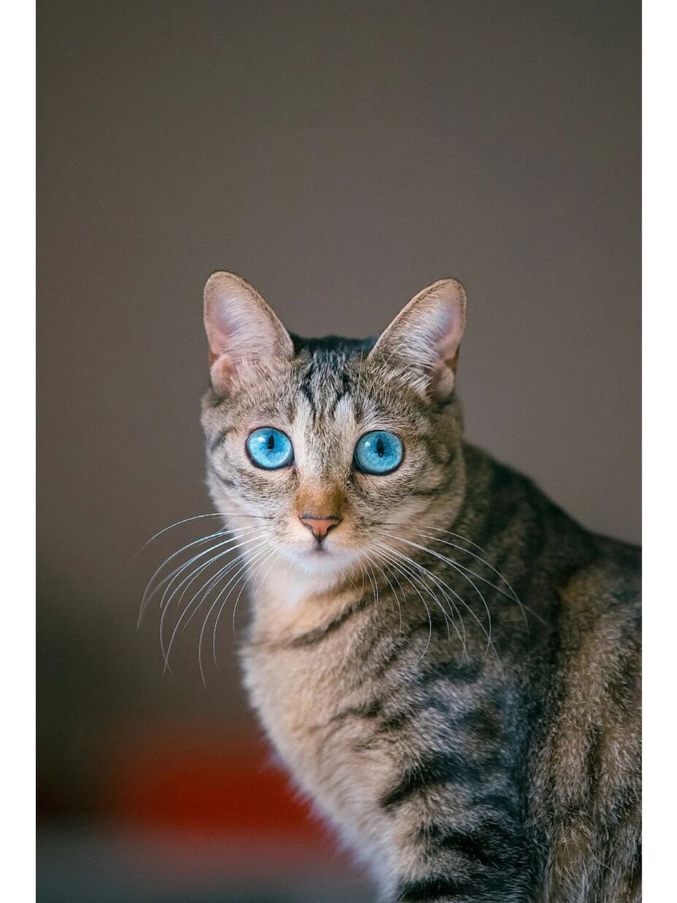 梦见猫有什么预兆? 梦见猫捉老鼠,主进大财. 梦见猫伏堂,吉.