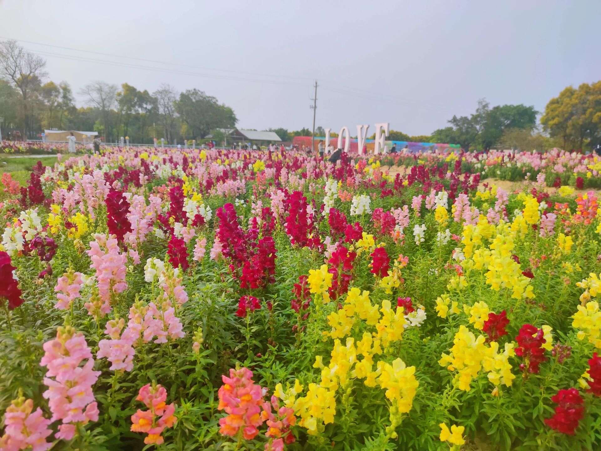花都香草世界