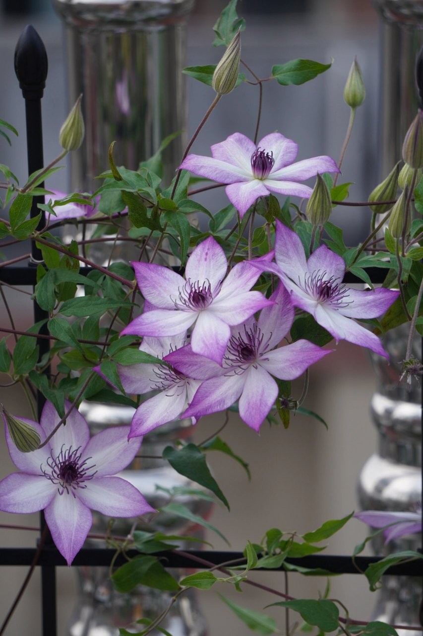 铁线莲"乌托邦"好爱开花,养它!