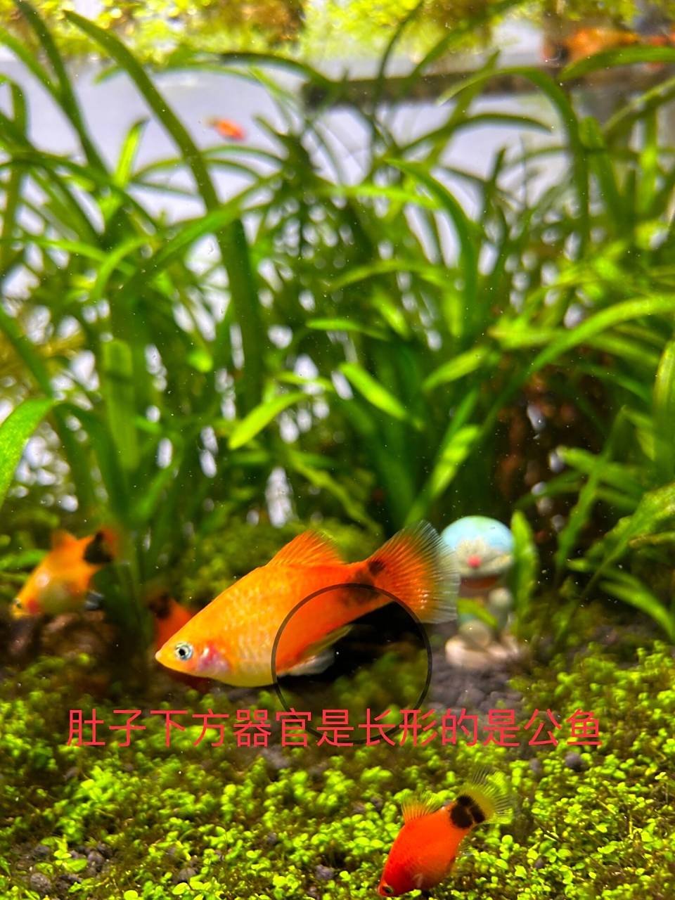 米奇鱼如何辨别公母 关于米奇鱼如何辨别公鱼,母鱼,交配,鱼妈妈的经验