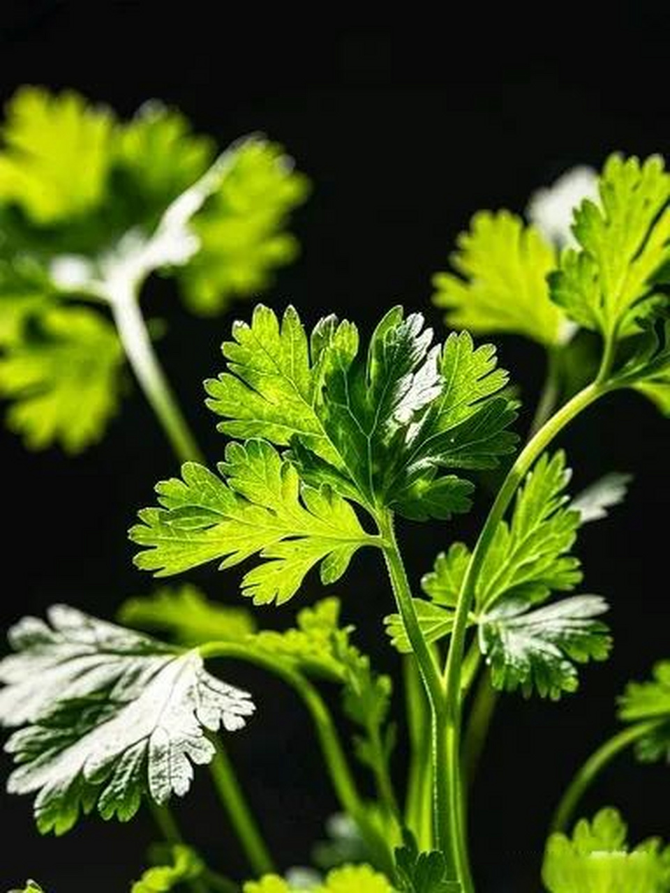 香菜 你们家香菜又叫啥啊香菜在我们这儿叫芫荽.