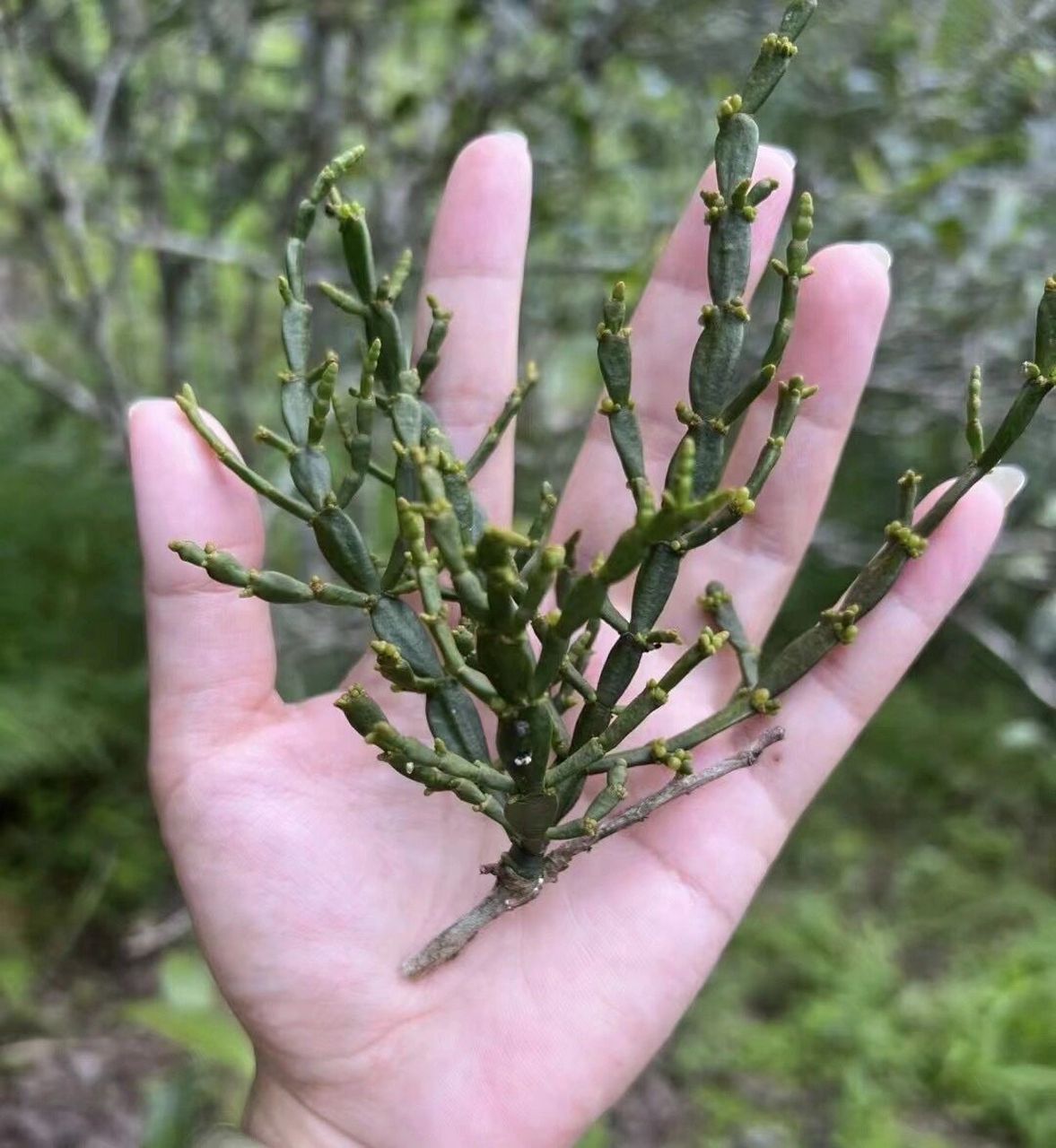 古茶树上的寄生植物——螃蟹脚0215 全株入药, 有清热利尿,祛风