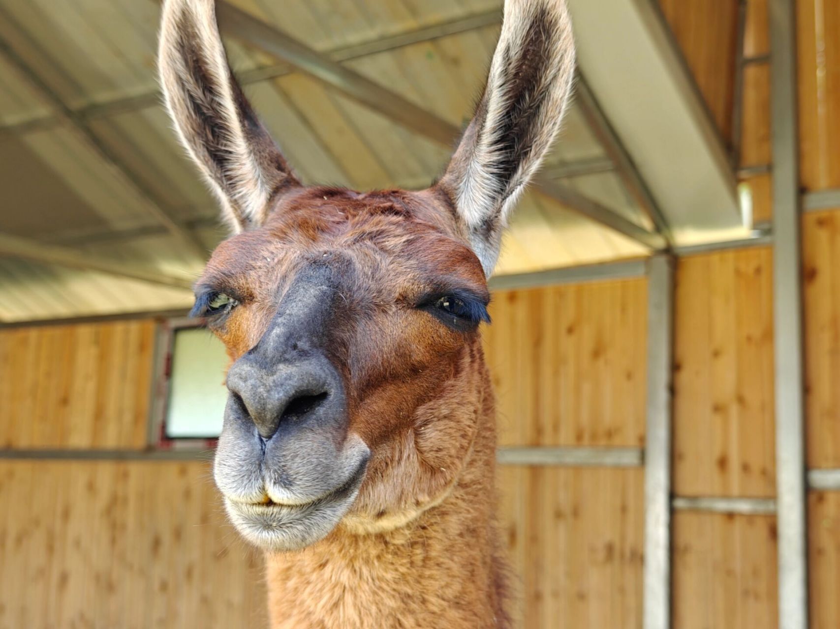 郴州东湖动物园 门票价格是38元,一米以上的就要买门票了,虽然不是很