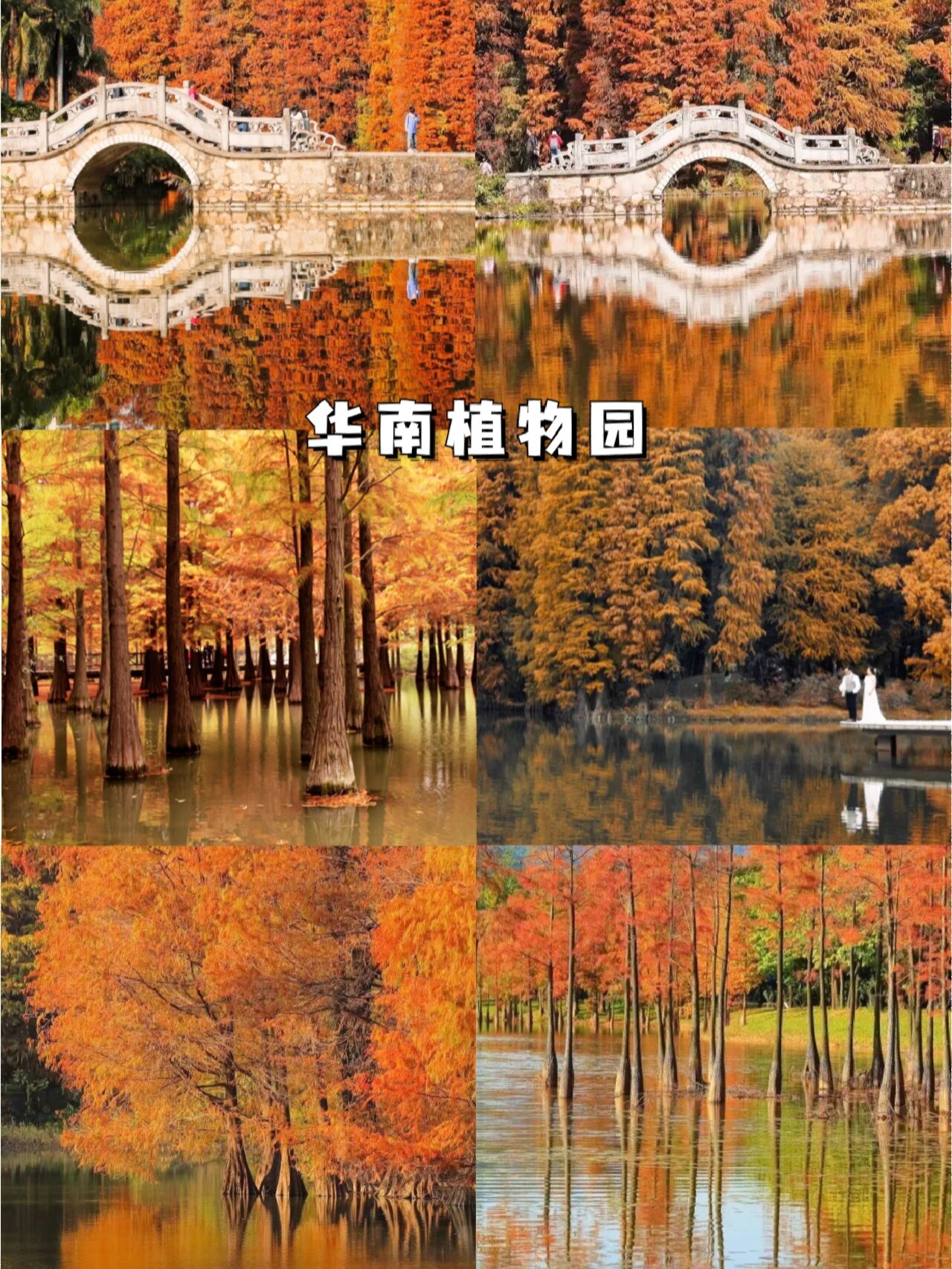 广州限定落羽杉|美哭!8个冬日童话打卡地