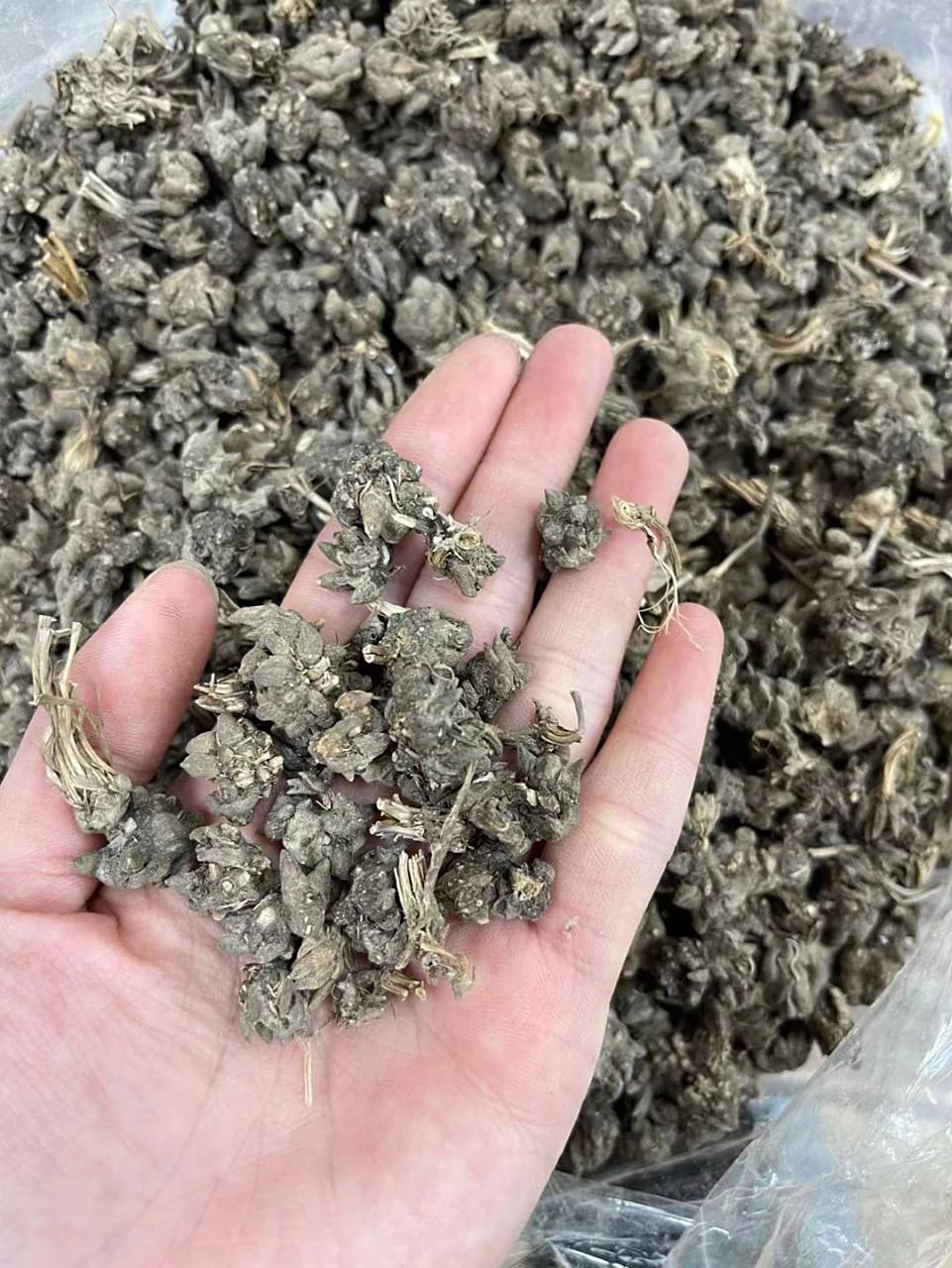 野生猫爪草 野生猫爪草👉化痰散结,消肿解毒抗肿瘤对淋巴结, 咽炎,