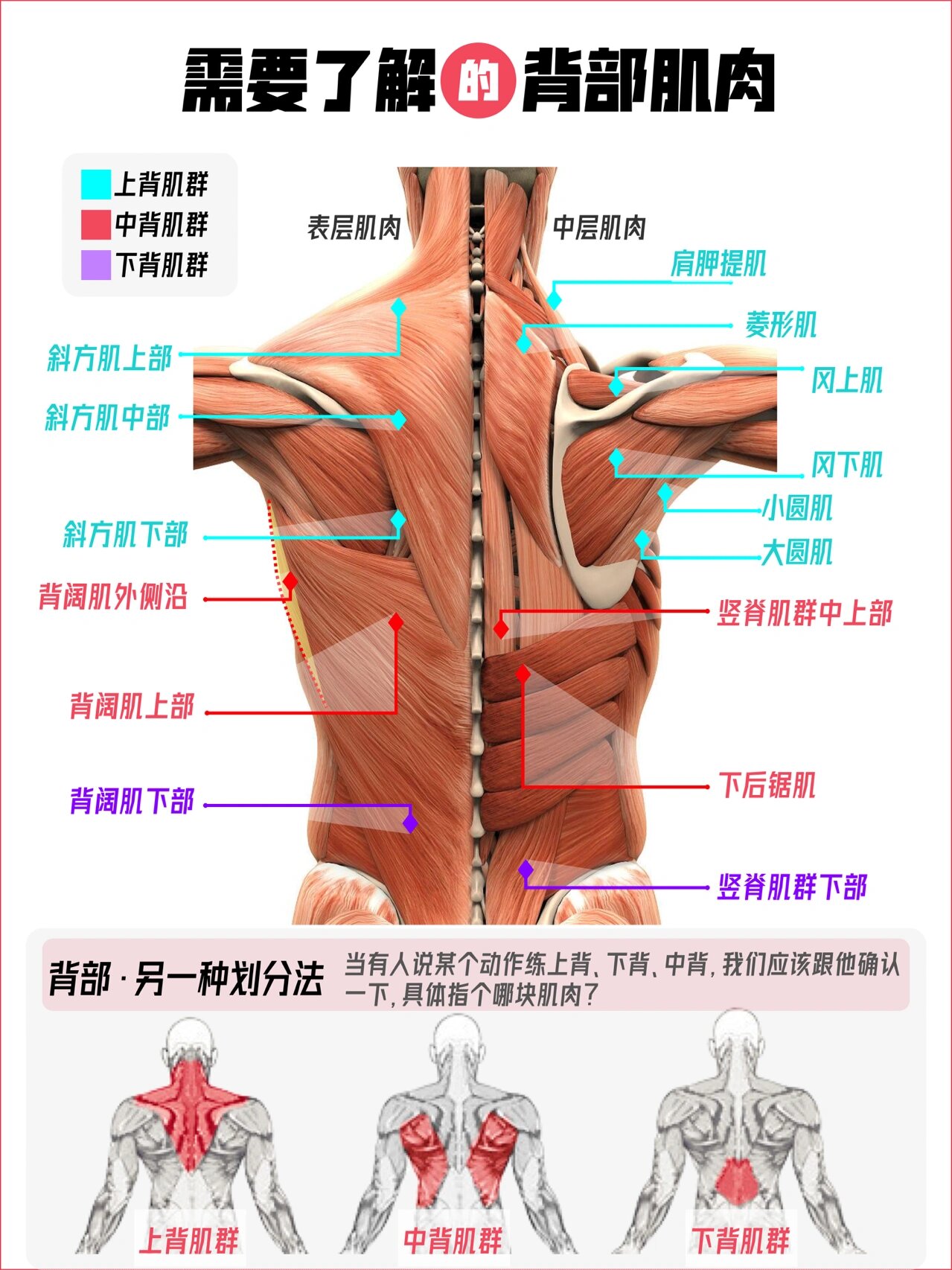 推荐练背思路:深背沟主刻度,大小圆肌一丢丢