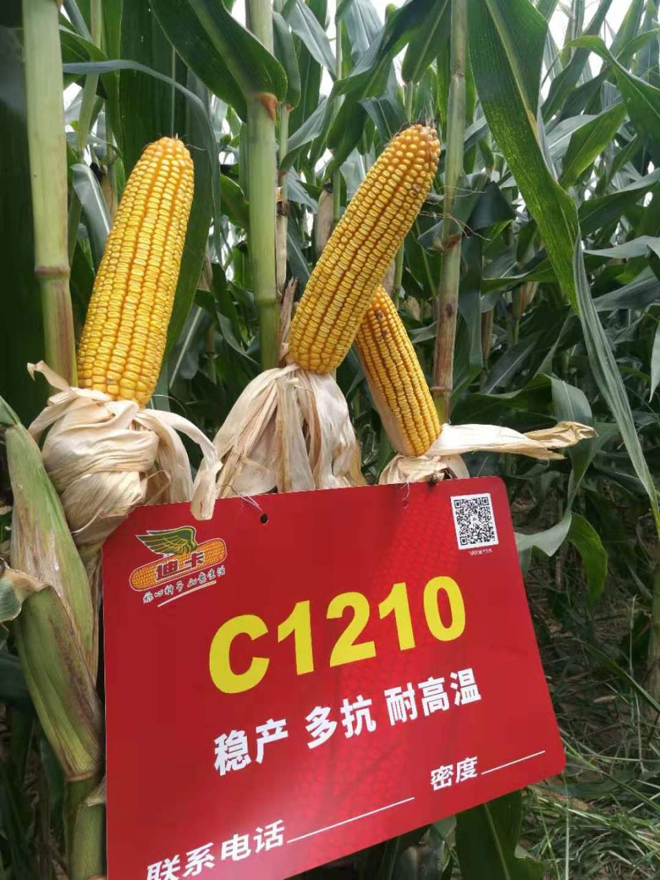 迪卡1210抗锈病,抗倒伏,耐高温种植户最佳的选择