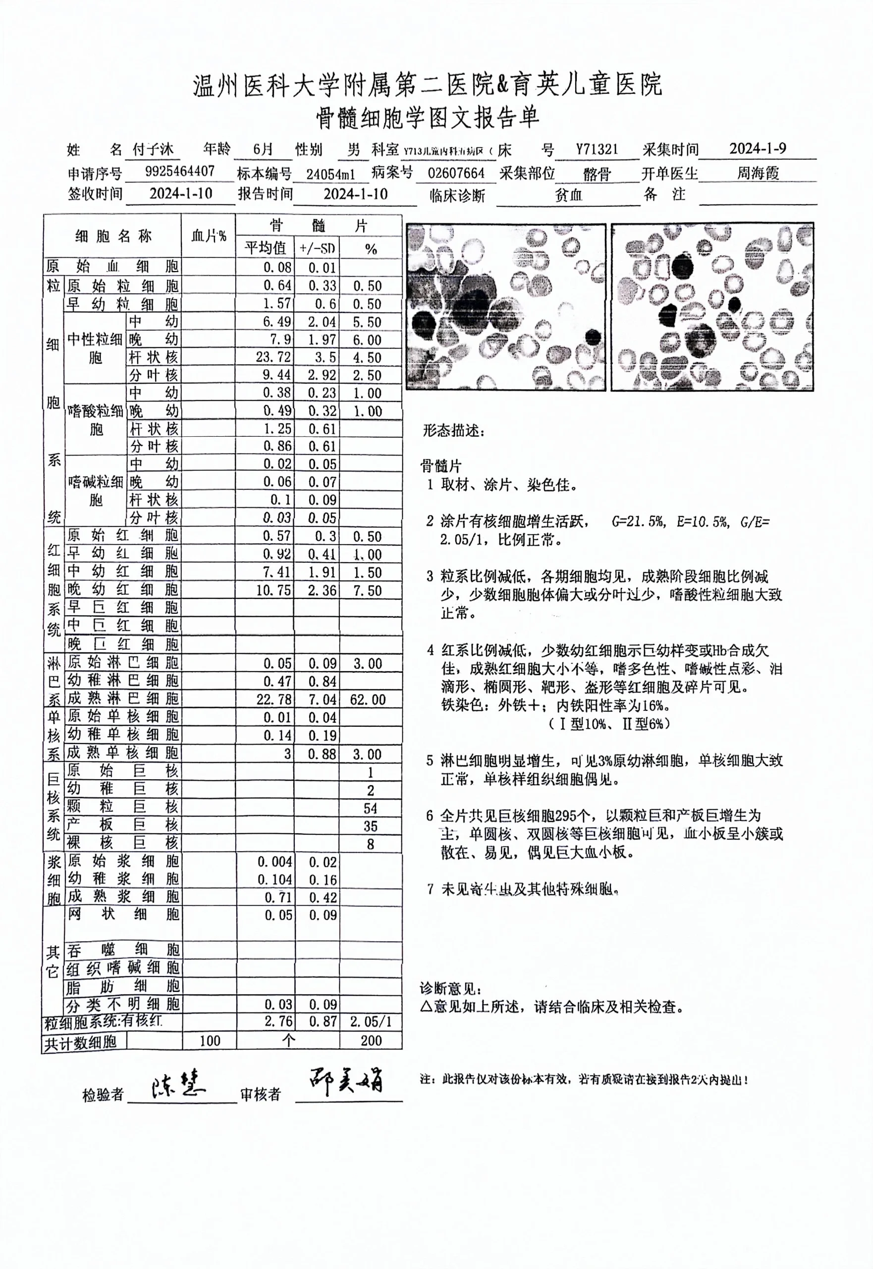 正常的骨穿报告结果图图片