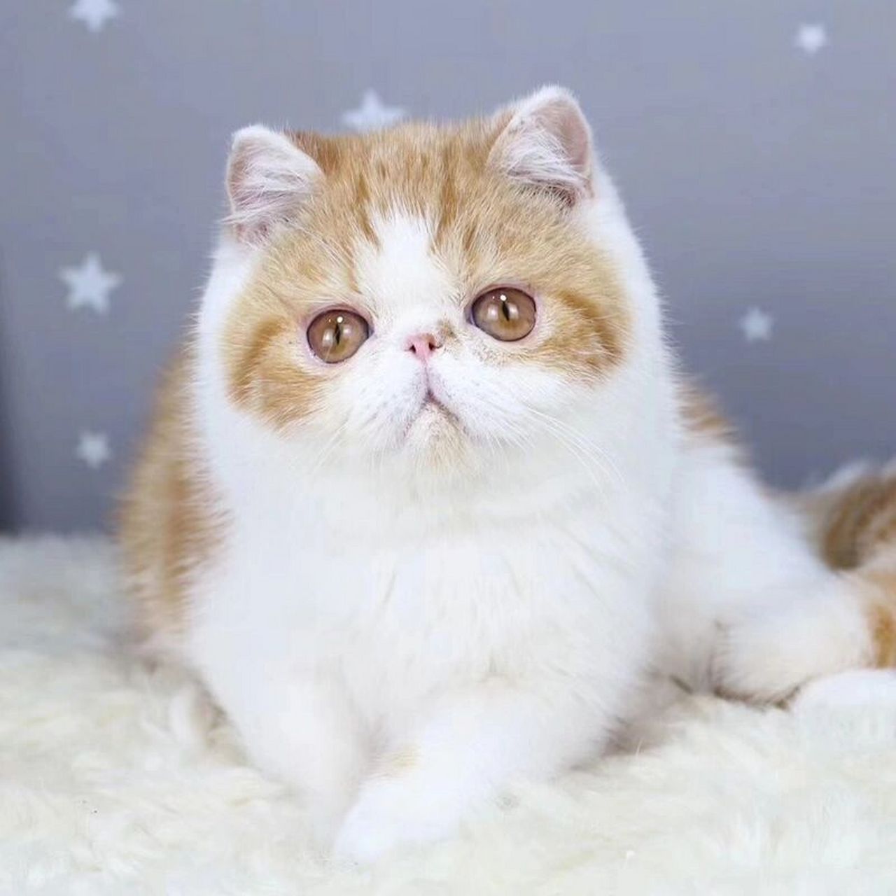 加菲猫的优缺点 加菲猫的优点: 1,比较安静 加菲猫性格比较温顺安静