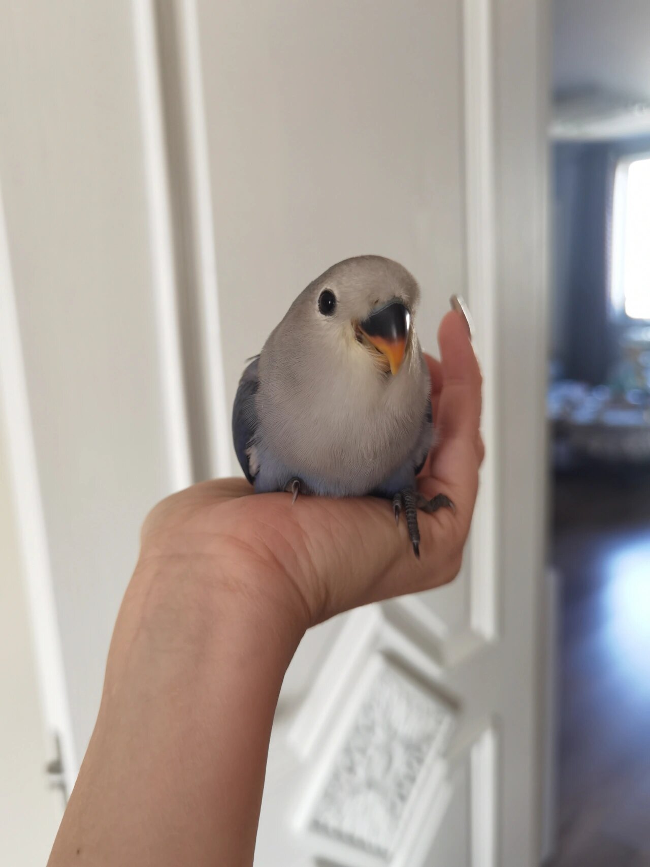 亲人手养高纯重色紫罗兰牡丹鹦鹉找新家 实现过年盘鸡自由 后附爸爸