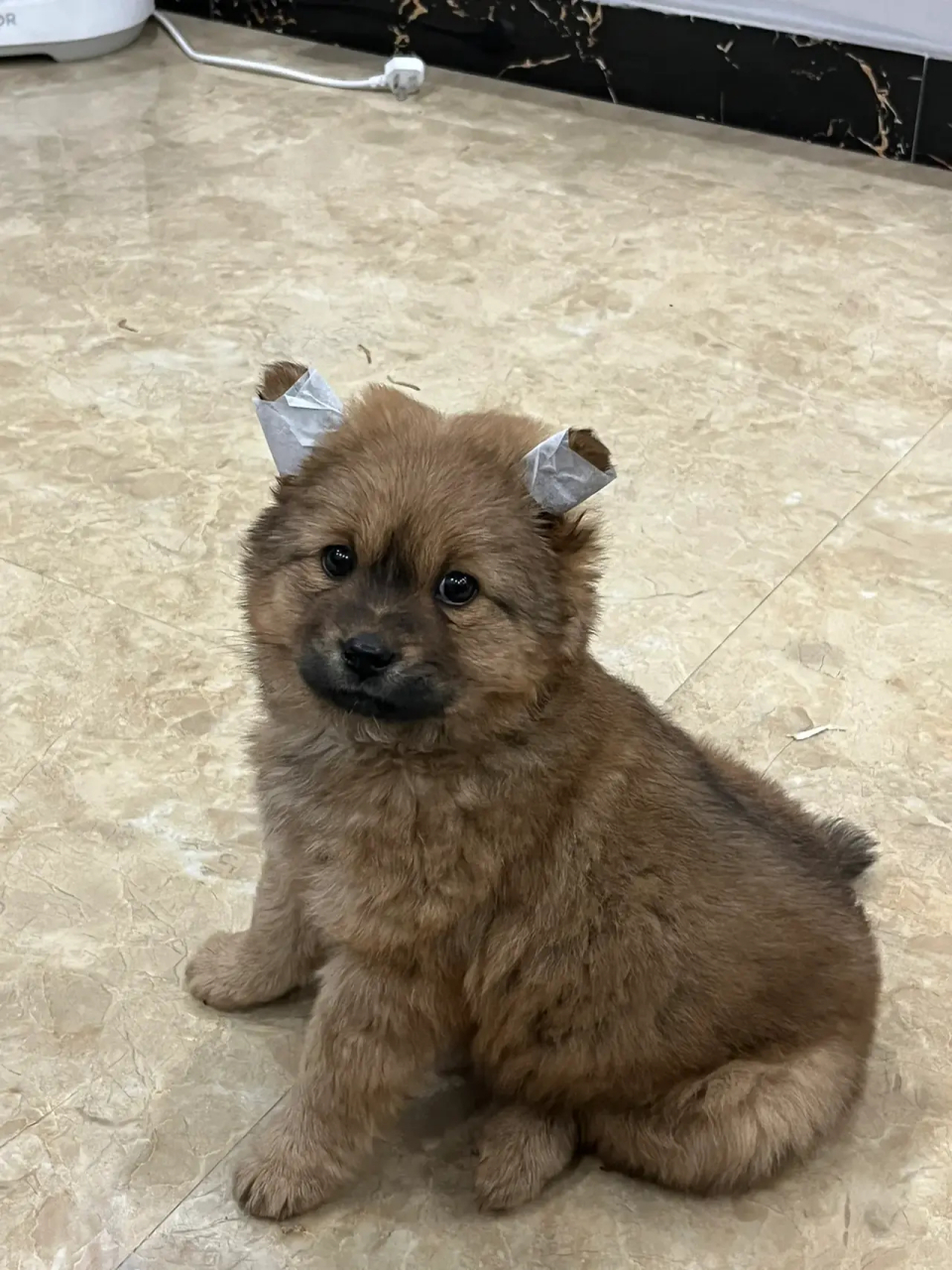 小土狗要立耳了,真的超级可爱呀!