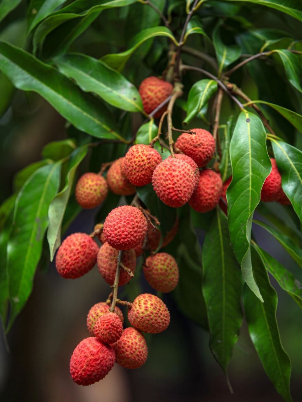 7,8月为最佳采摘期 泸州美酒醉古今,合江荔枝红天下 我不允许你还不