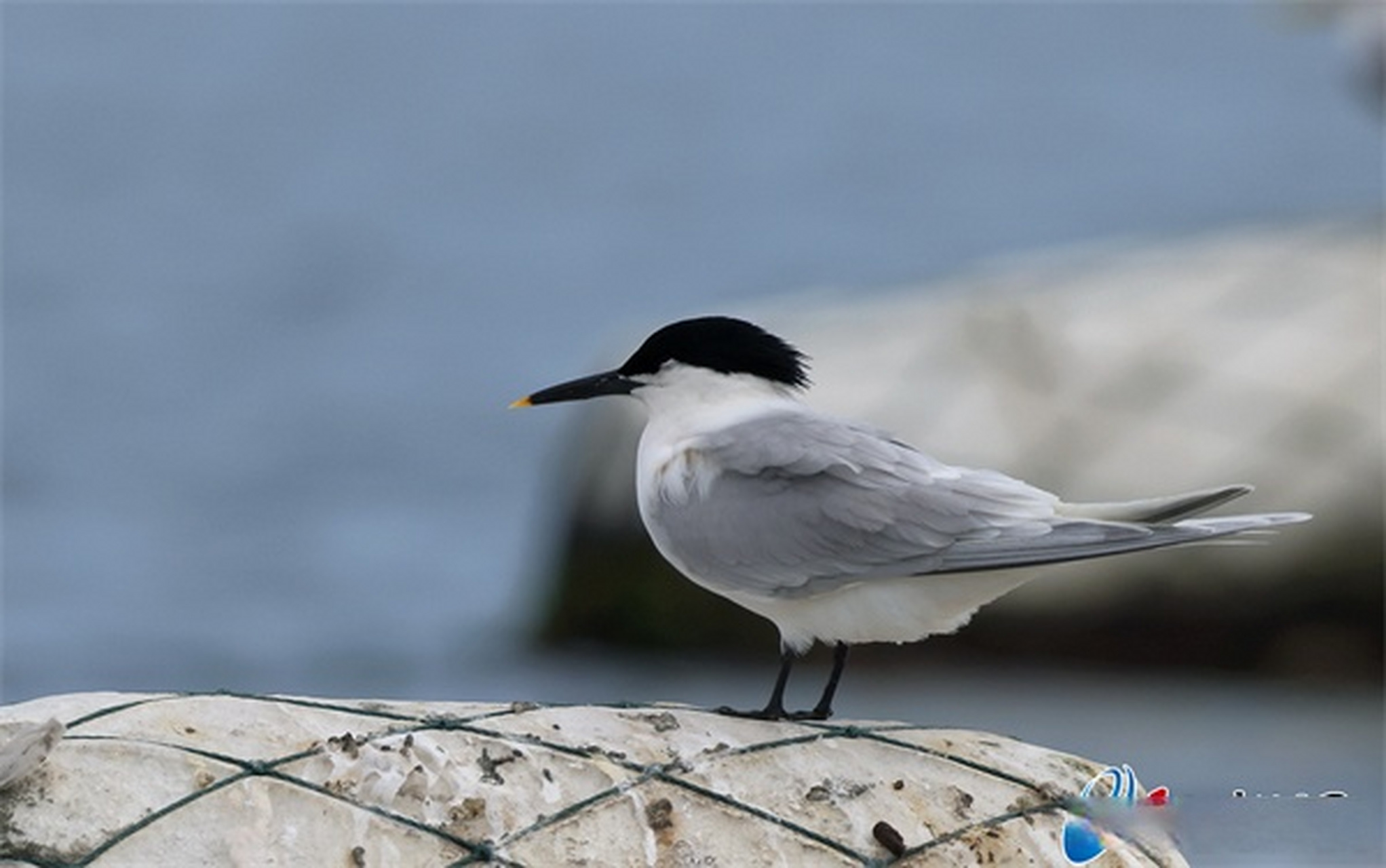 3月31日,泉州市观鸟学会会员黄宝桐在泉州围头湾发现白嘴端凤头燕鸥