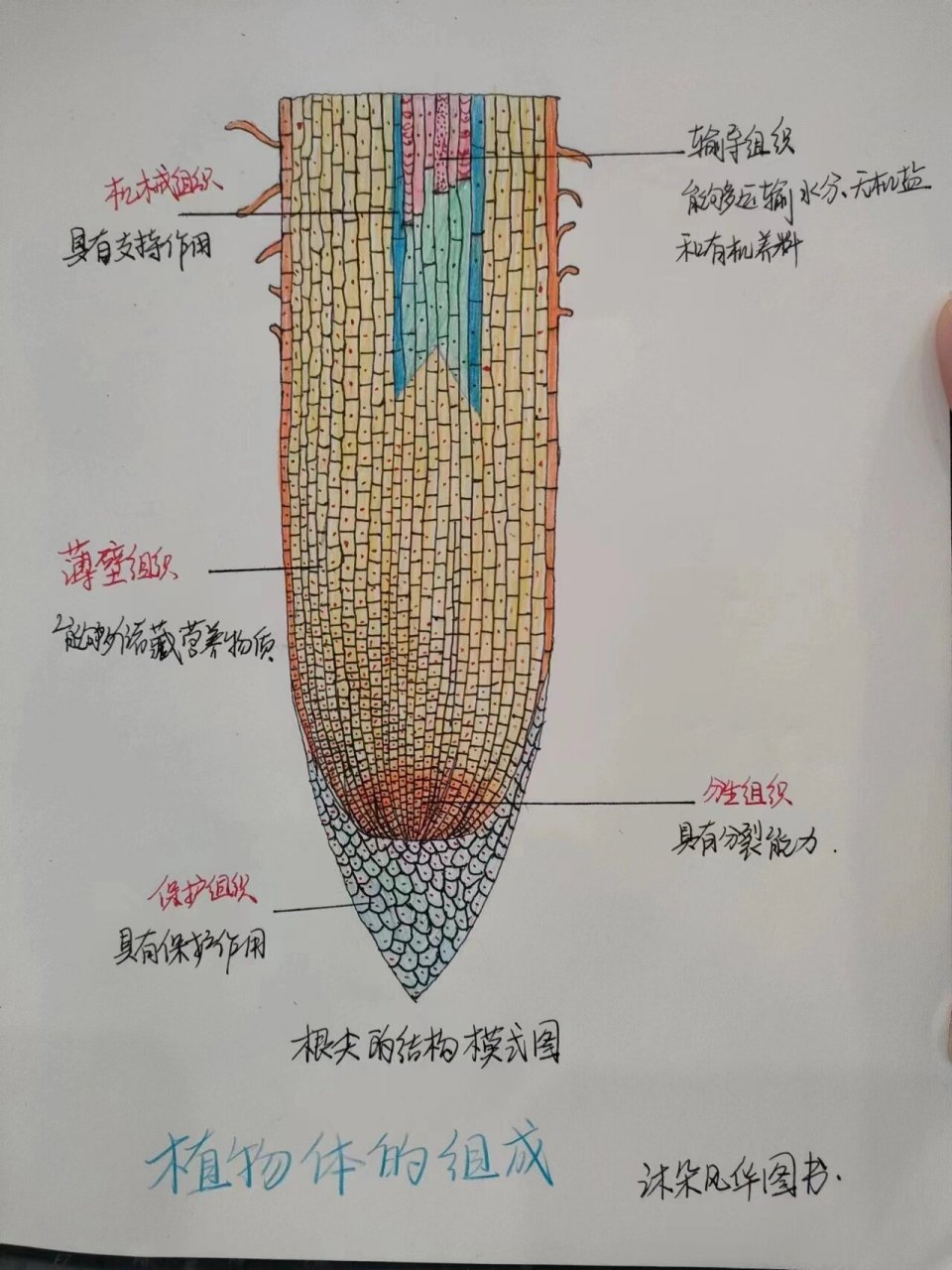 寒假自律第三天!初中生物根尖结构示意图 纯手工画,学习绘画两全其美