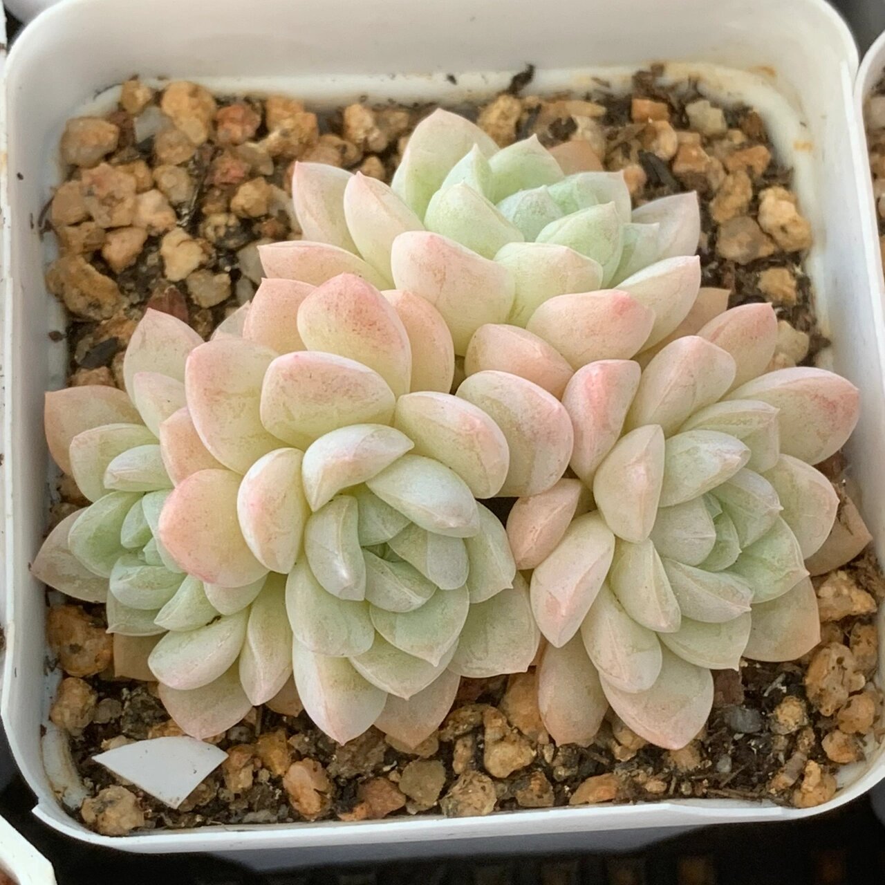 奶油美人多肉💕