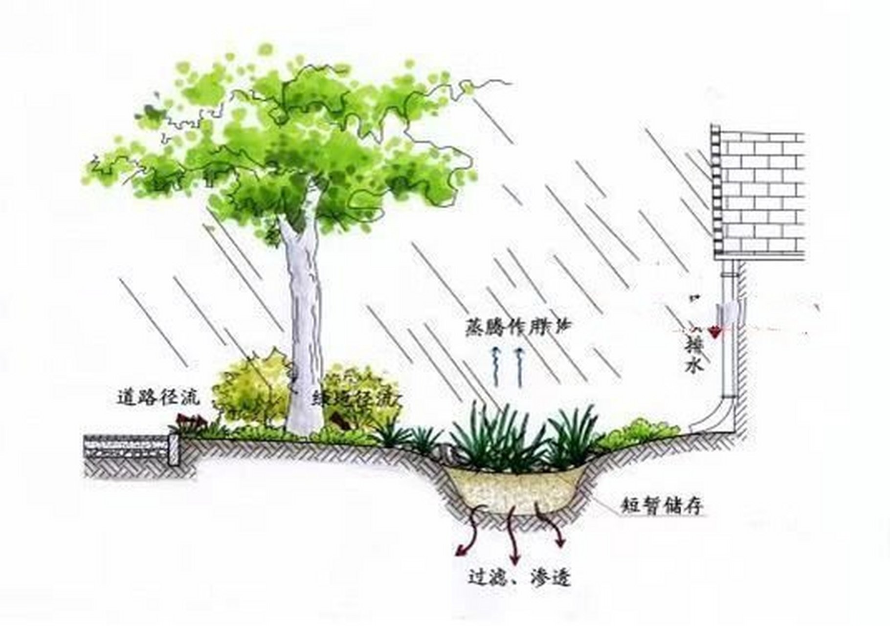 园林|雨水花园·基础篇 分享9469♀15网上冲浪9469♀15