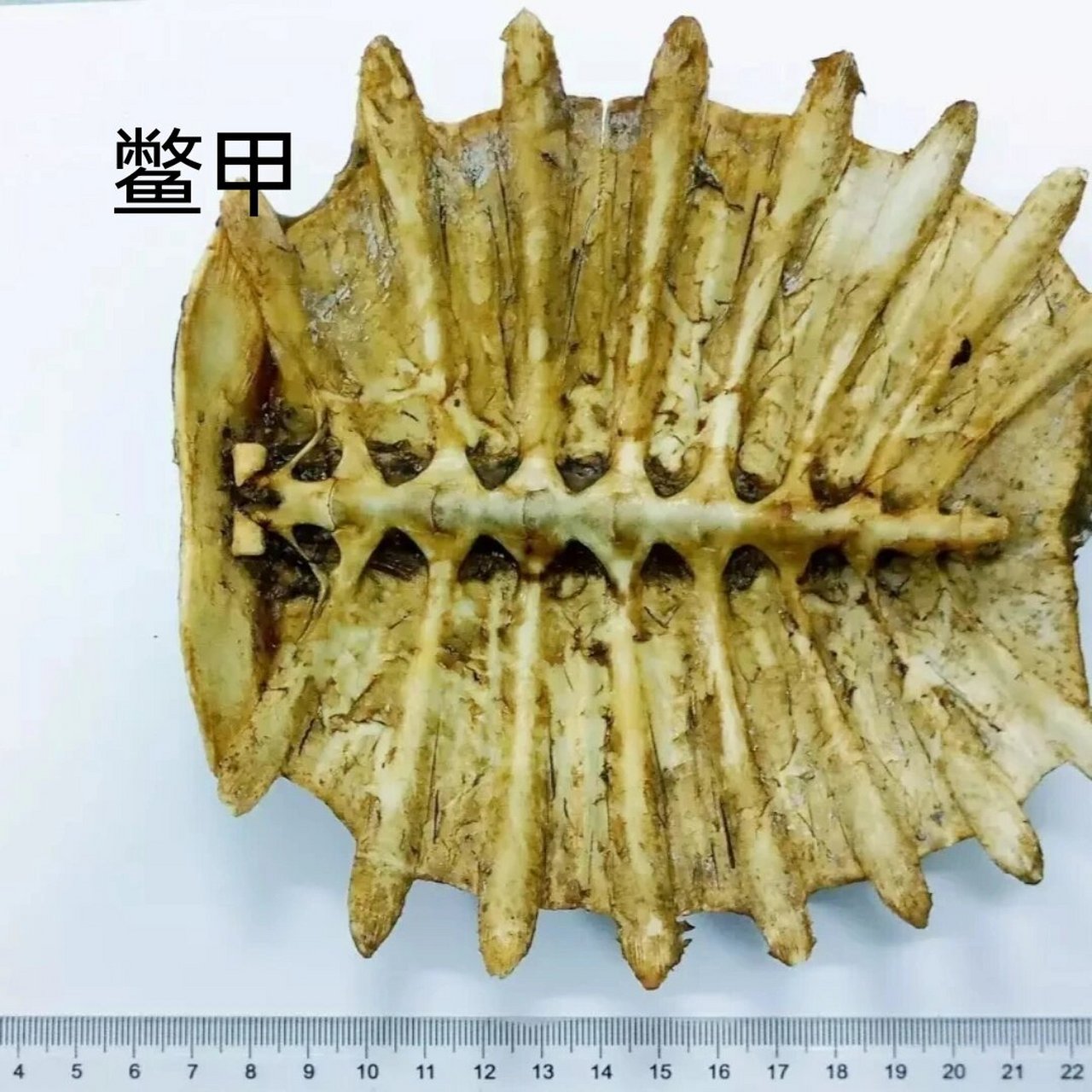 中药|每日一药 鳖甲 性味与归经:咸,微寒,归肝,肾经 功能与主治:滋阴