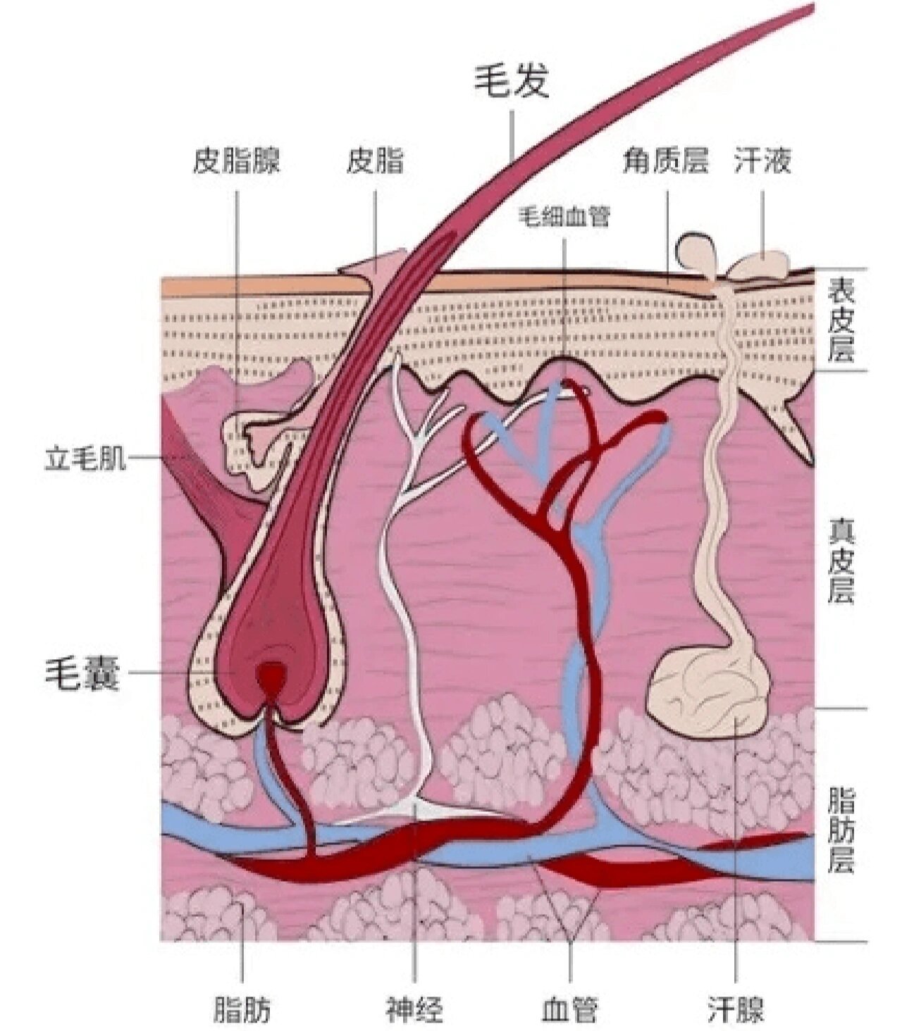 毛囊退化图片