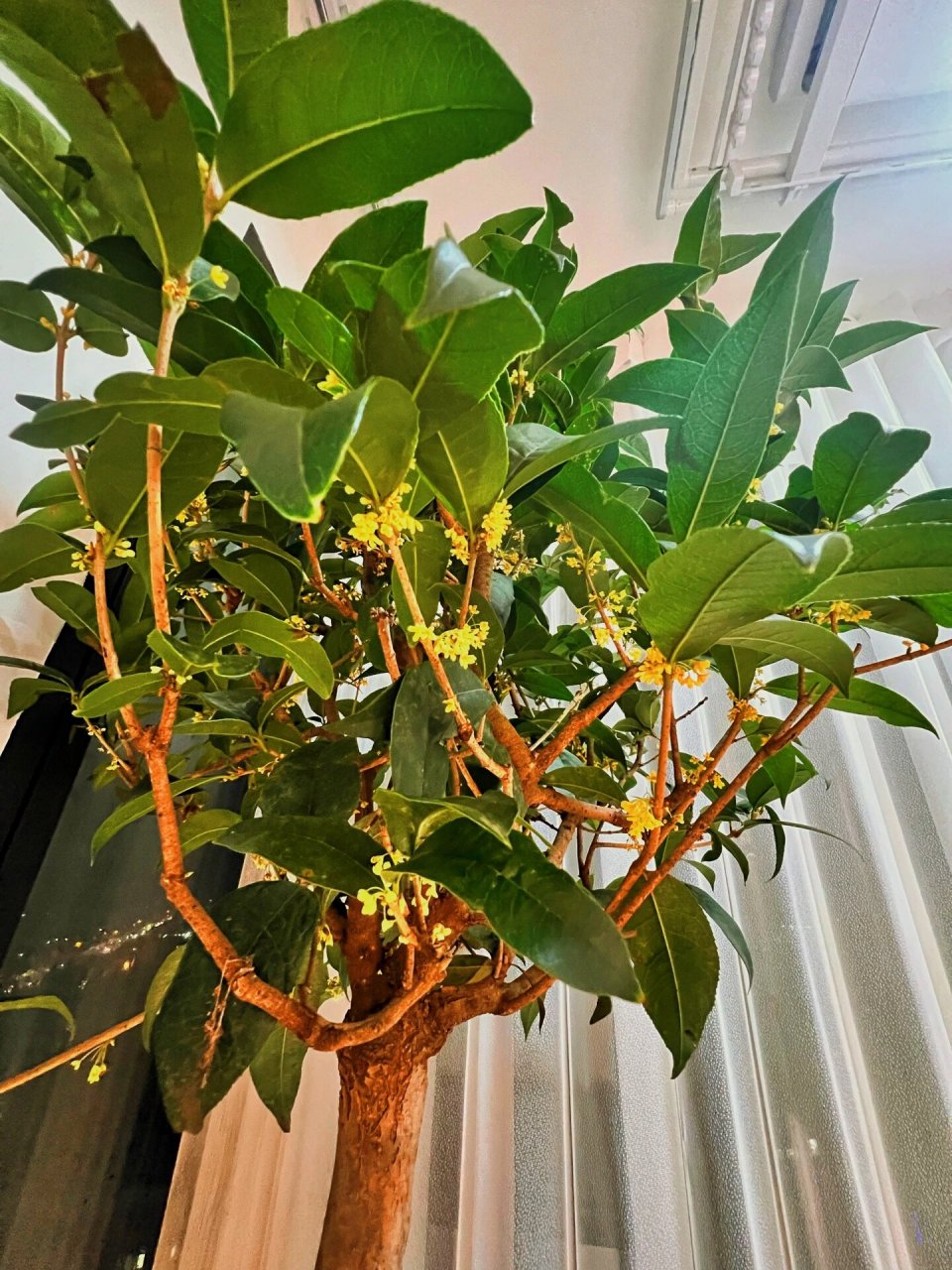 天香台阁 图1绿植市场里唯二两盆开着花的桂花,天香台阁,随然价格不