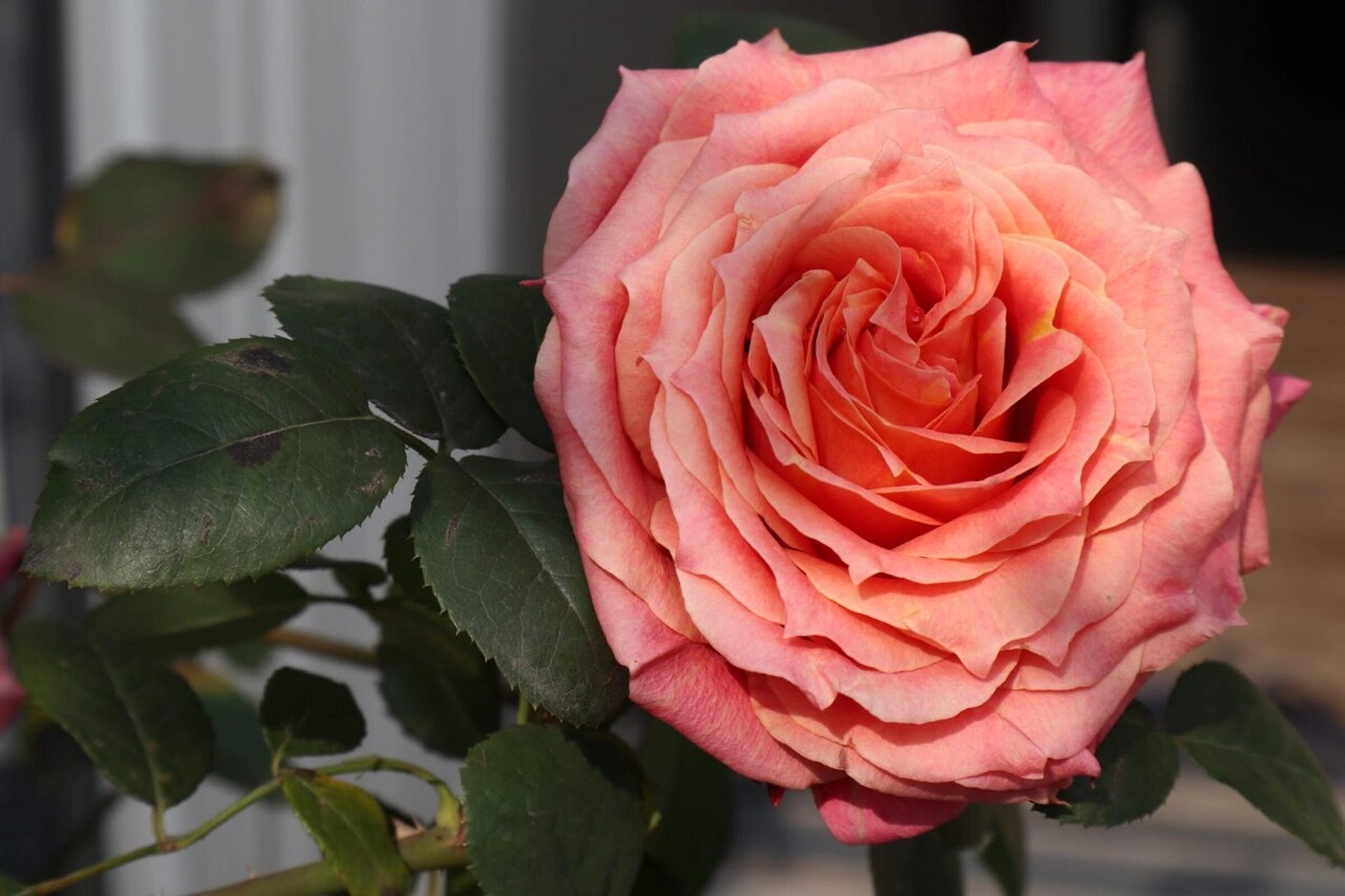 切花月季推荐～悠悠 96切花月季～悠悠96 9090 特点: 1.