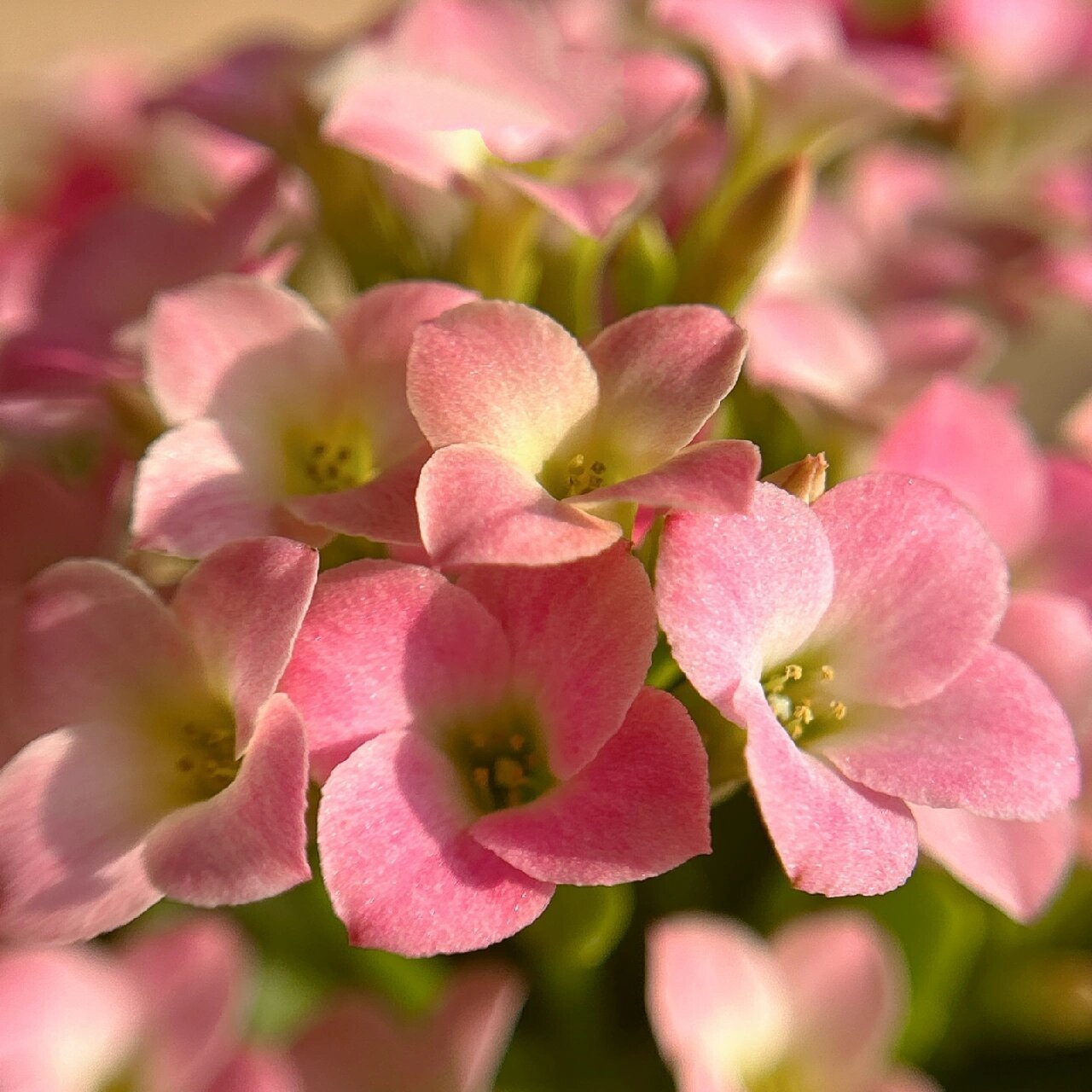 长寿花(30)哈瑞特--单瓣 淡妆浓抹总相宜～入手的第二盆单瓣,看惯了