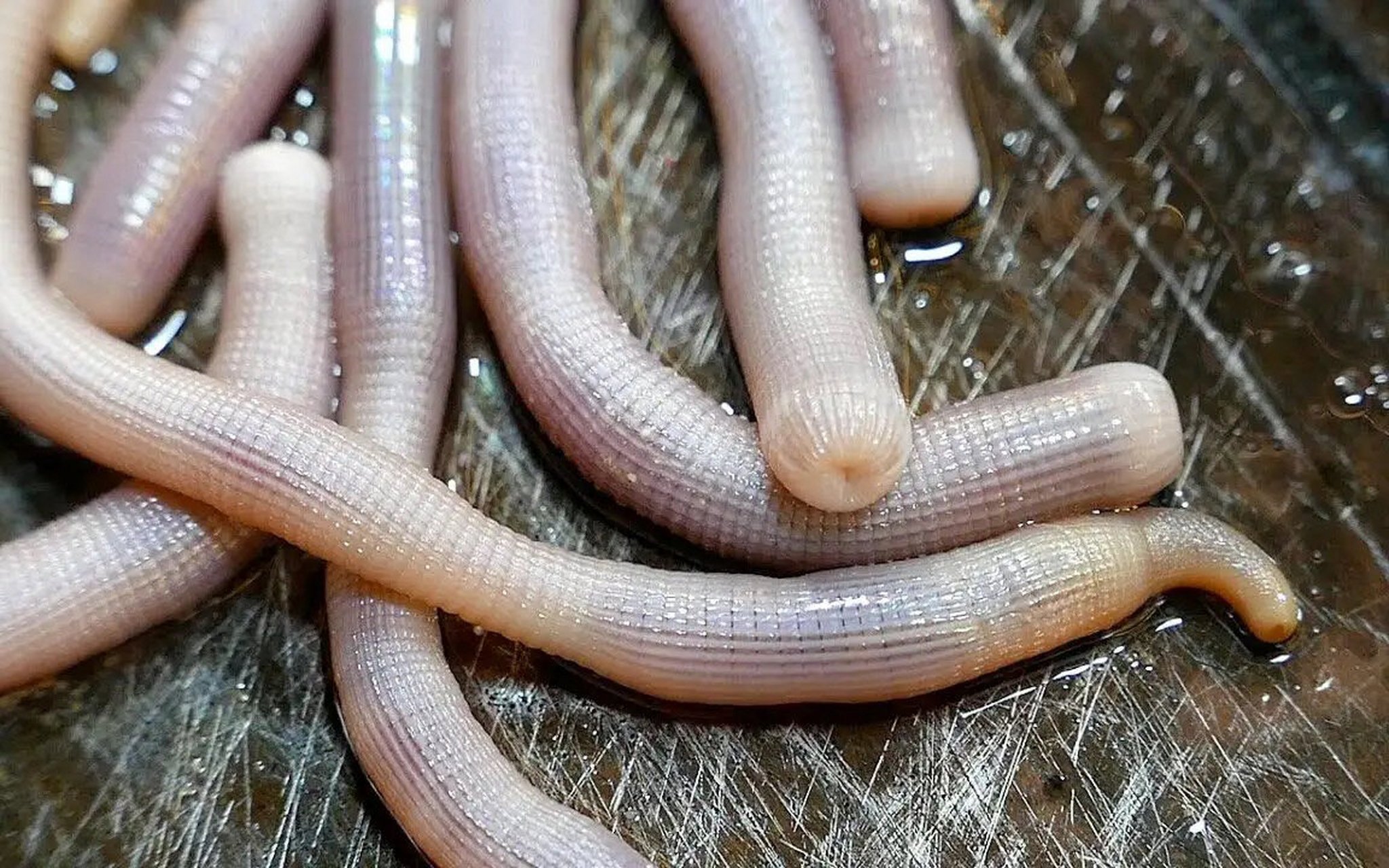 沙虫别称海人参,方格星虫,光裸星虫等,形状很像一根肠子,呈长筒形且