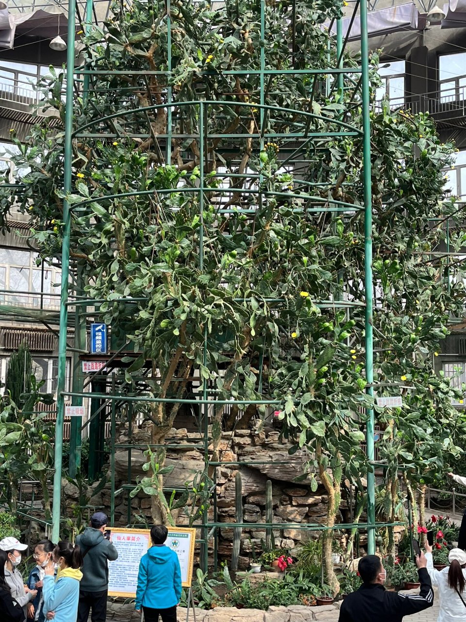 125岁的仙人掌91开花啦,今天去了呼兰西岗公园看了最大仙人掌91