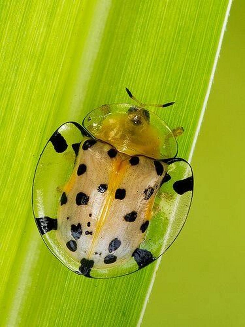 透明龟甲虫第一期 tortoise beetle 星斑梳龟甲(学名:aspidomorpha