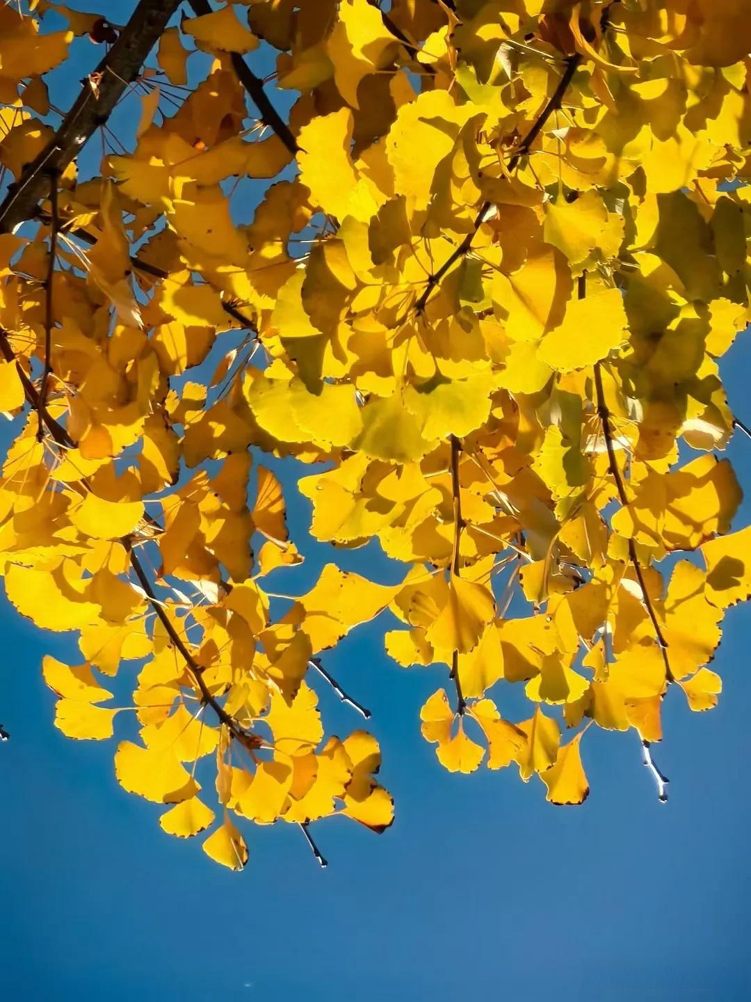 冬日生活打卡季腾冲银杏村的美景令人难以忘怀,那抹蓝色和黄色更是让