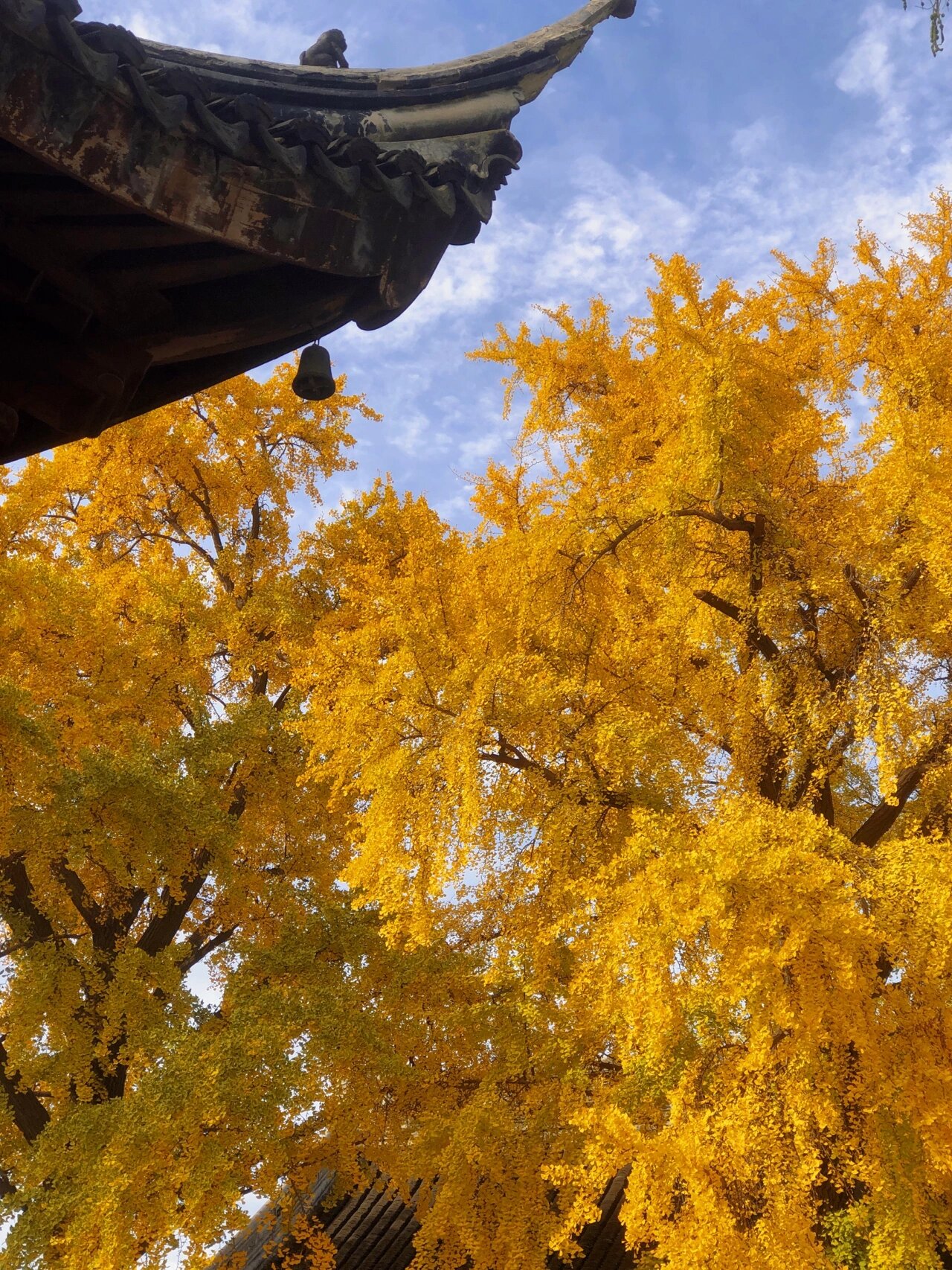 定慧寺|百年银杏满树金黄