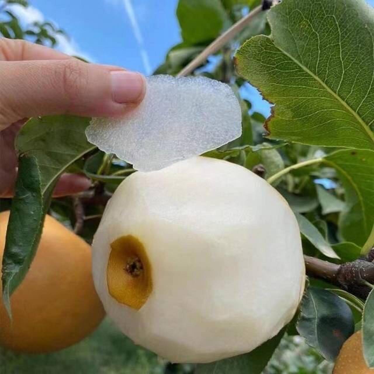 秋月冰糖梨』 一身汁水给最懂ta的人75最畅销梨非秋月梨莫属  水分