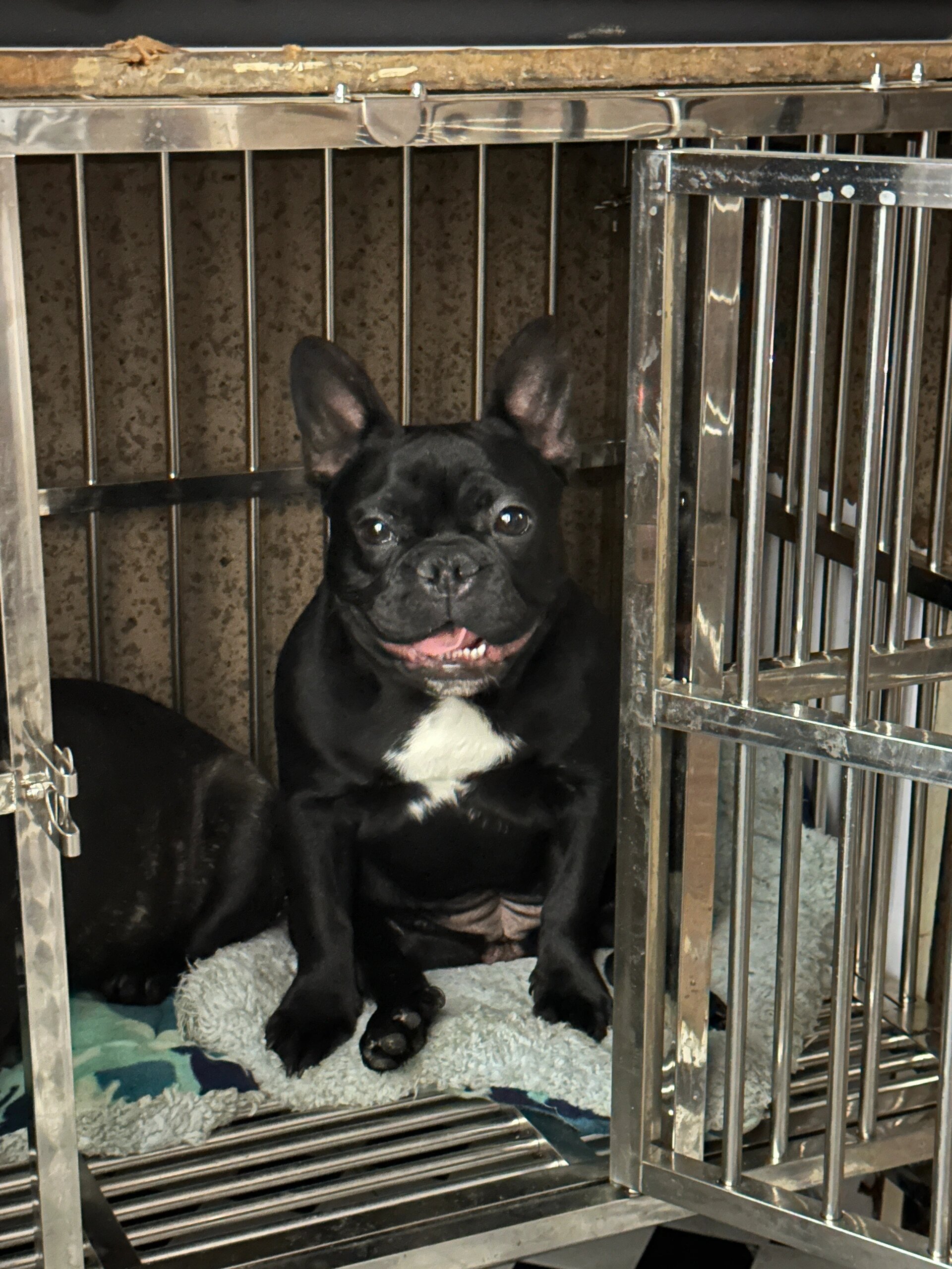 法斗犬出售价格表