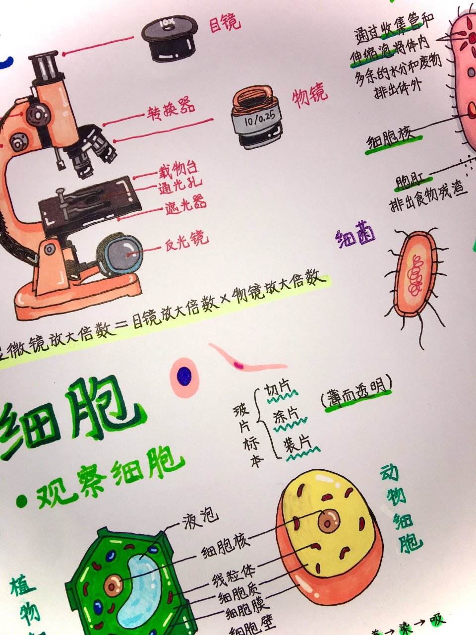 七上生物第二单元手抄报～ 参考来源是 这次是用的a3的纸,天知道我画