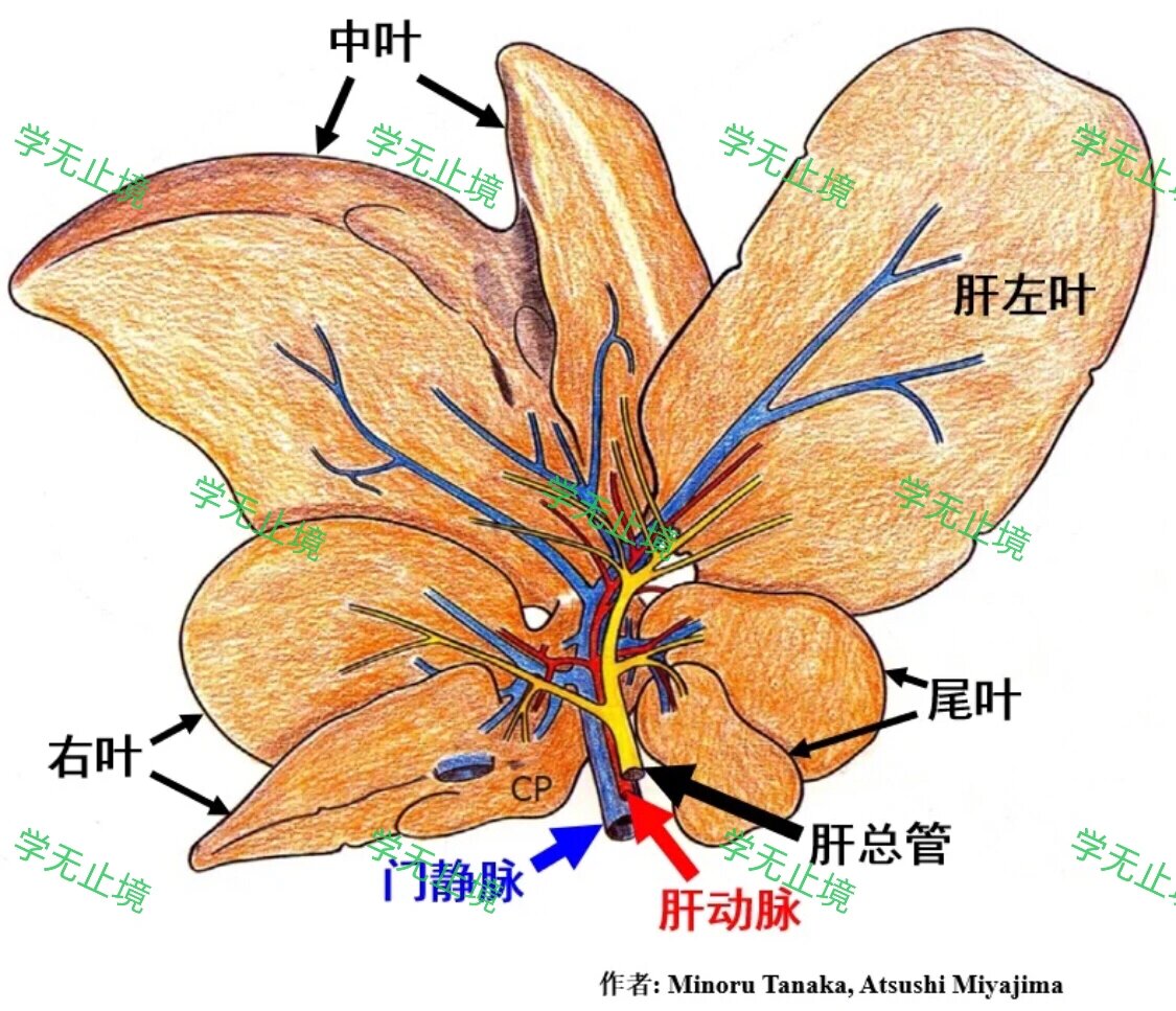 小鼠肝脏结构解剖图图片