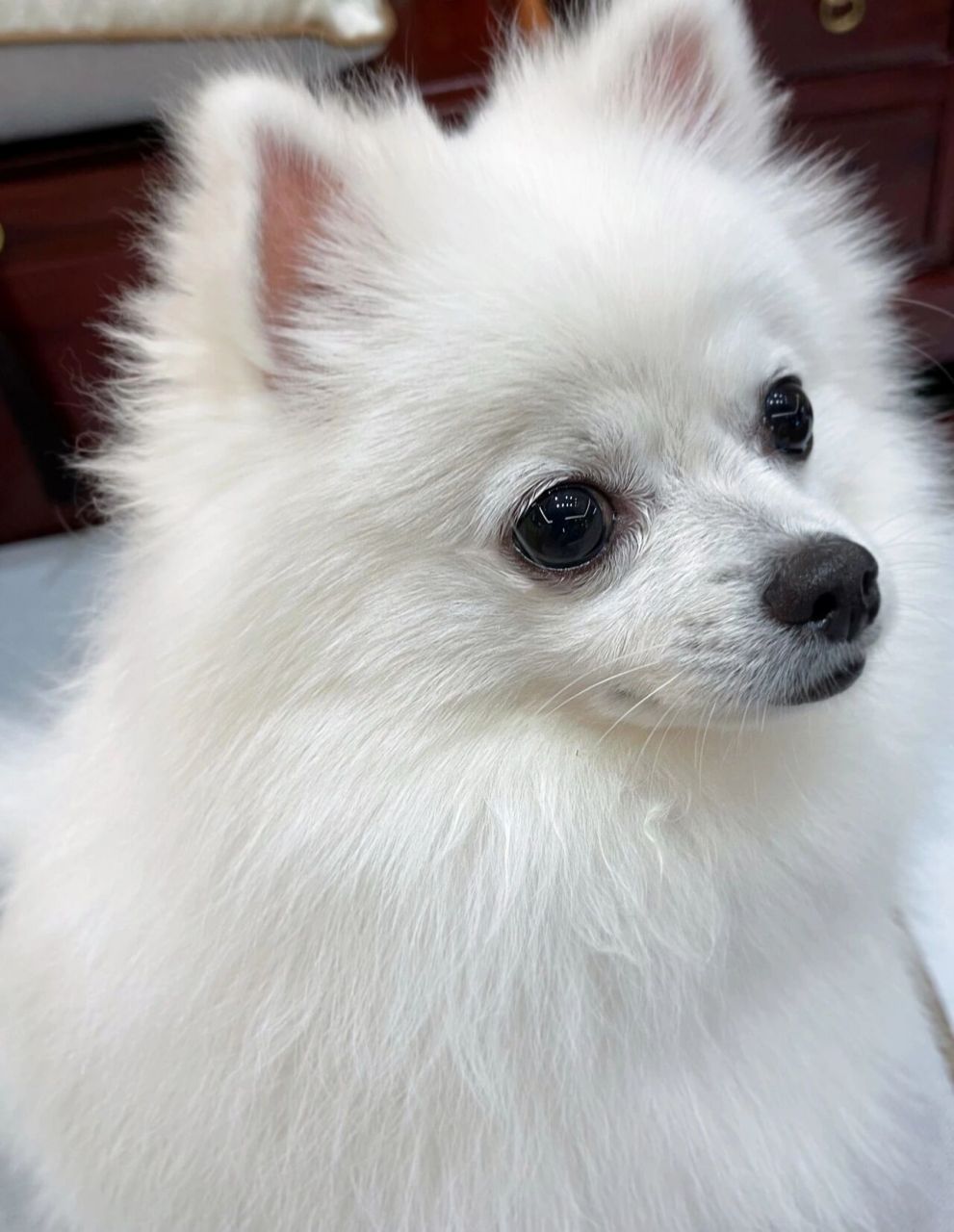 渡过了第一次换毛的尴尬期猴子脸后,狗狗毛长出来了就变的很可爱了