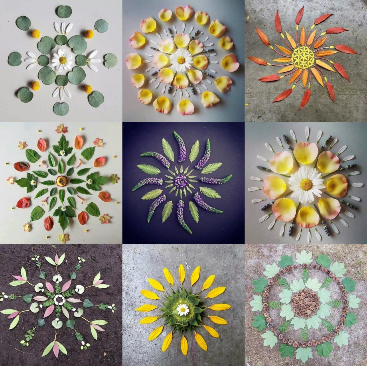 95植物曼陀罗 曼陀罗是梵文"mandala"的音译,由"manda"和"la"两个词