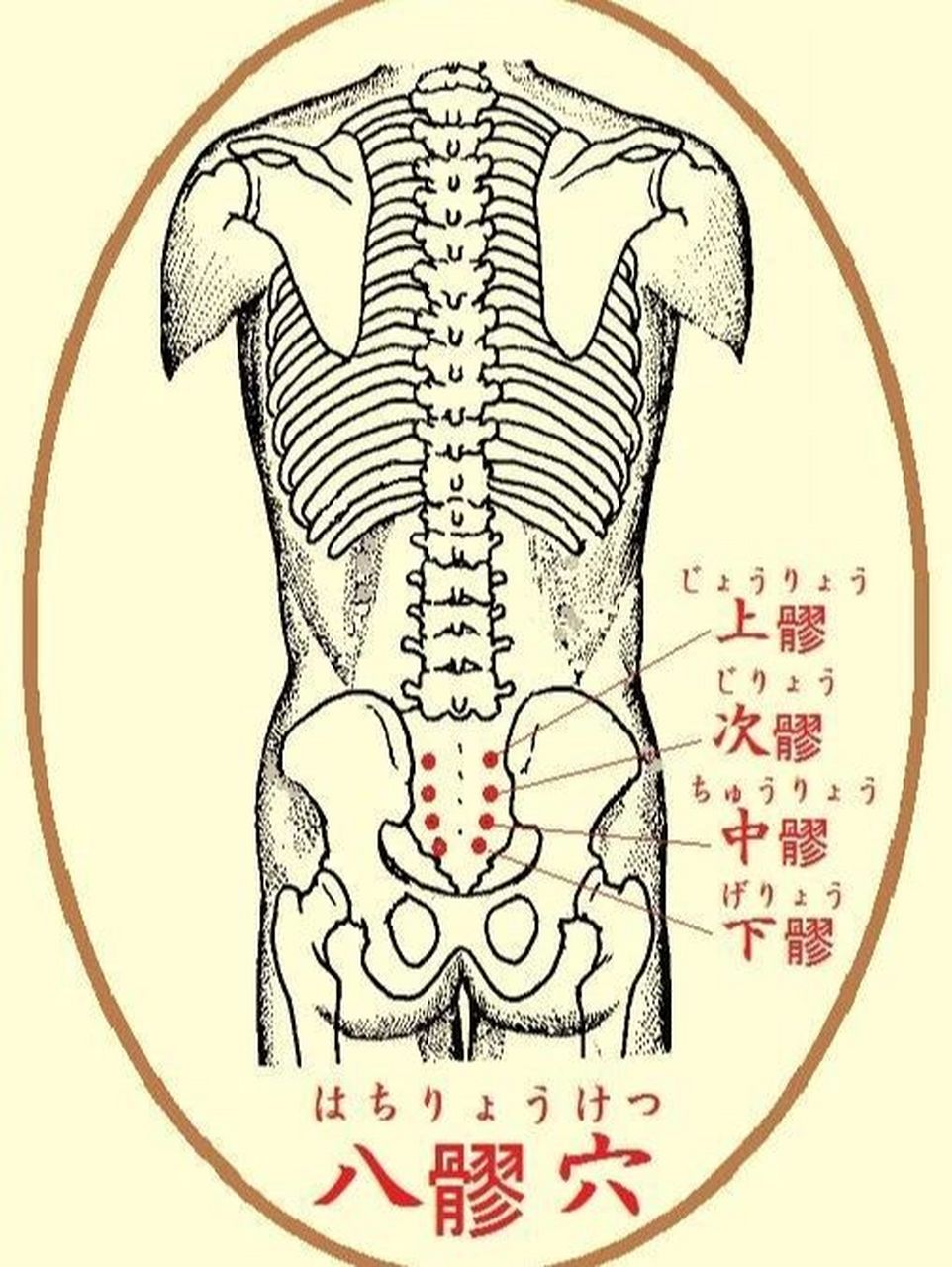 腰骶位置图片图片