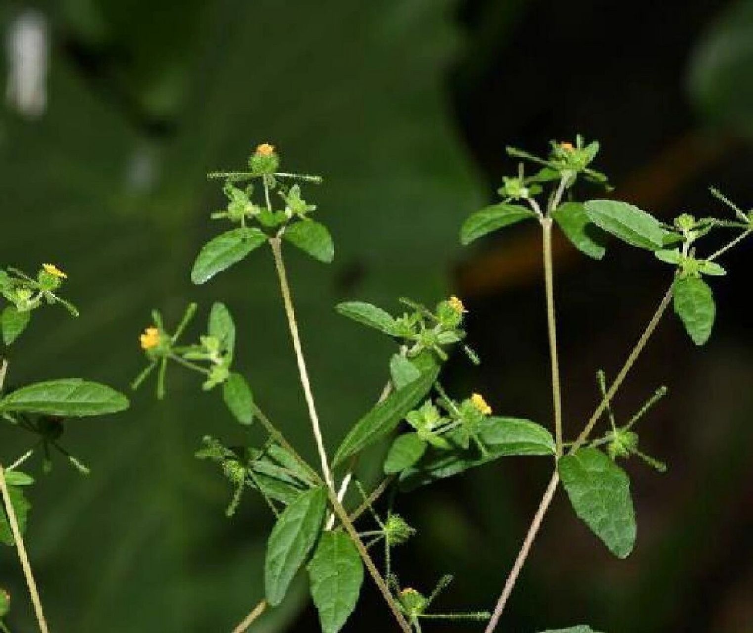 来源:为菊科植物豨莶和腺梗豨莶或少毛豨莶的全草.