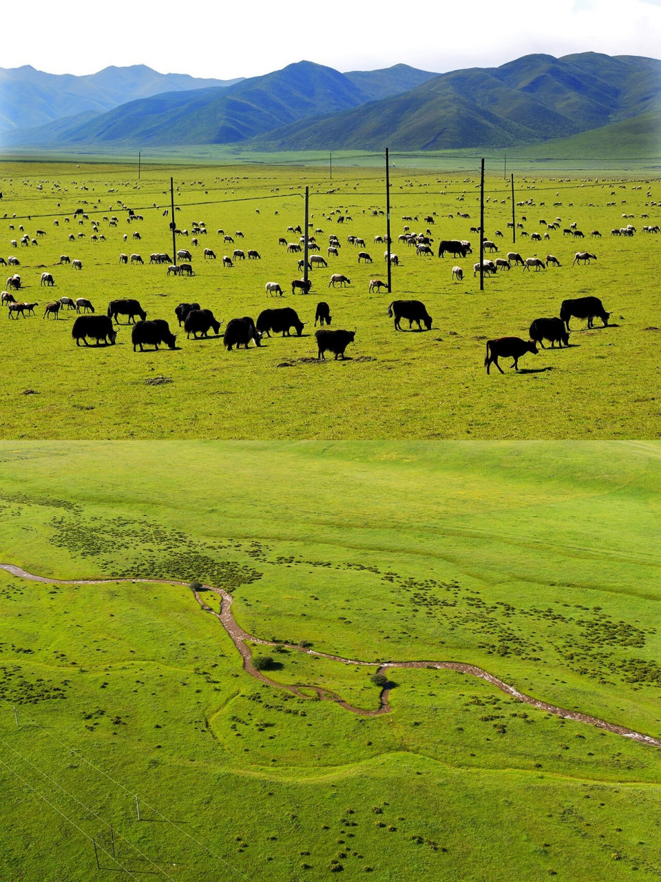 甘南 | 桑科草原,郭莽湿地,尕海 从夏河县城去碌曲县的郎木寺镇,沿途