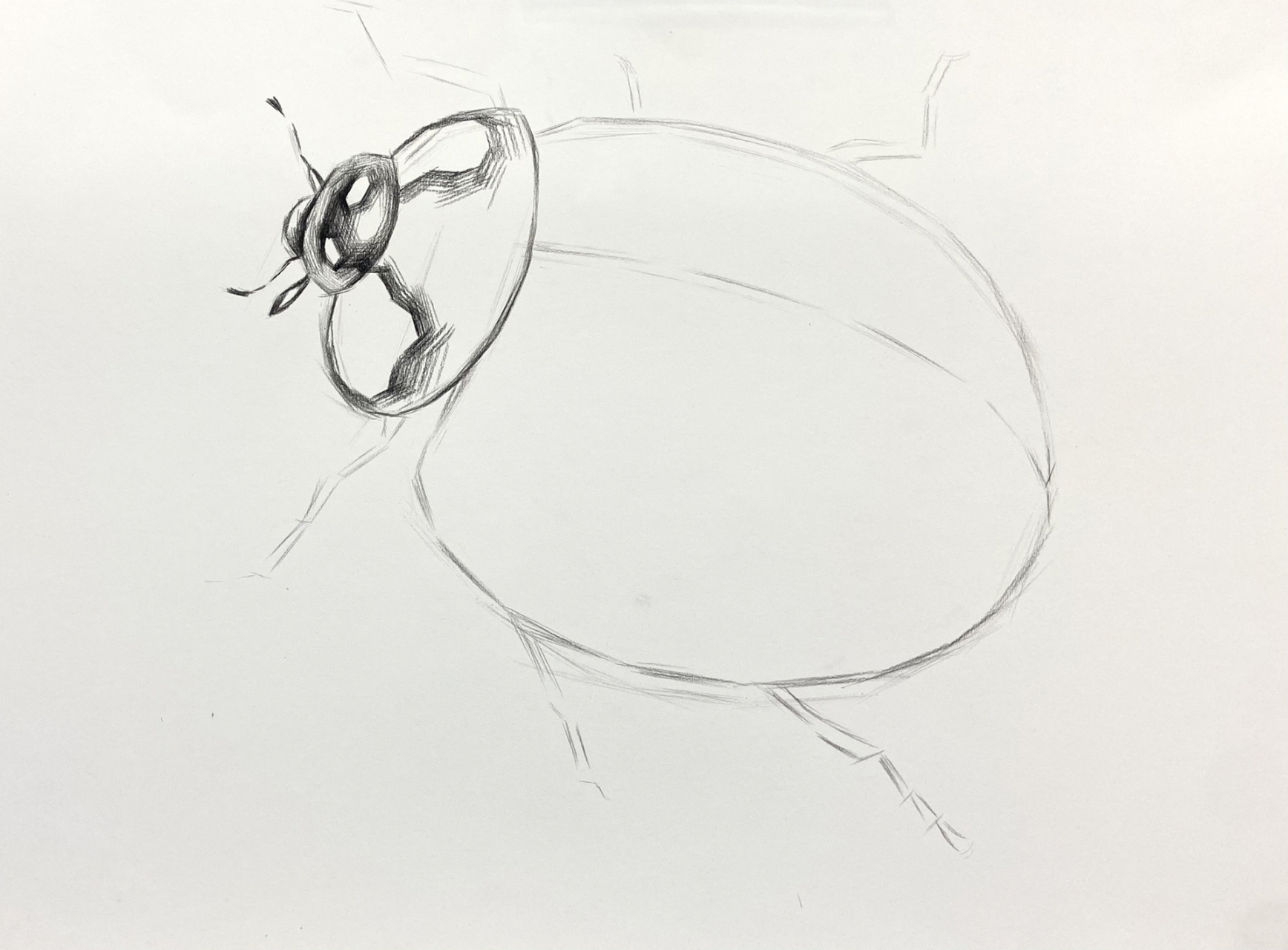 素描教学昆虫篇