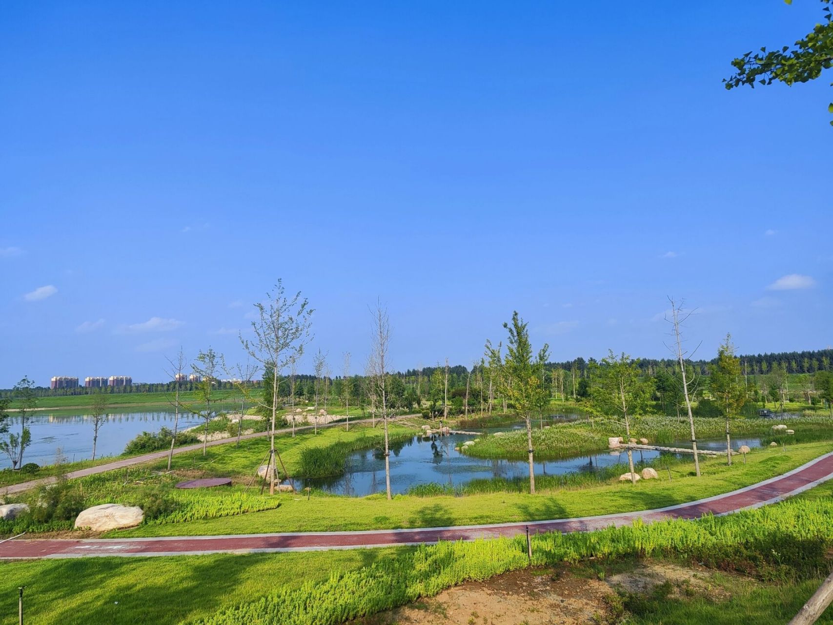 冀南新区湿地公园图片