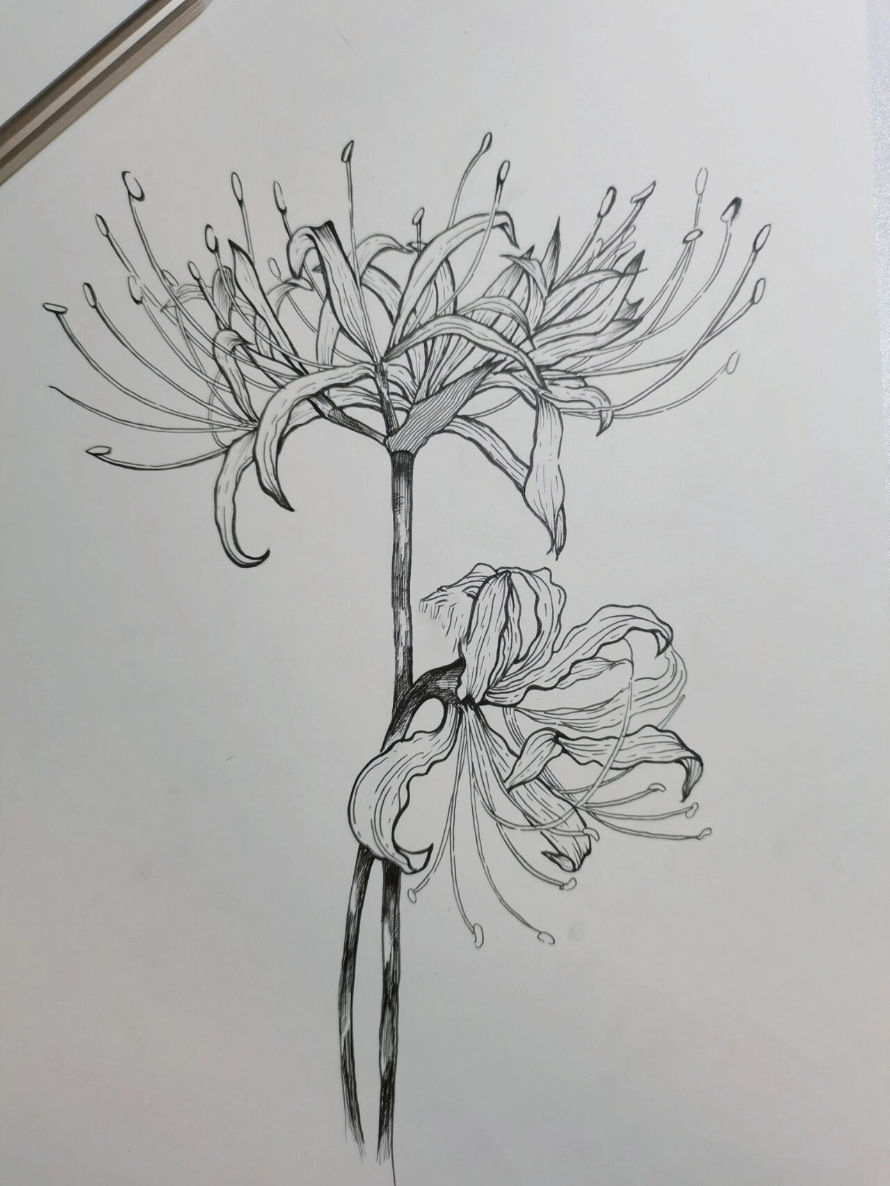 线描花卉 彼岸花